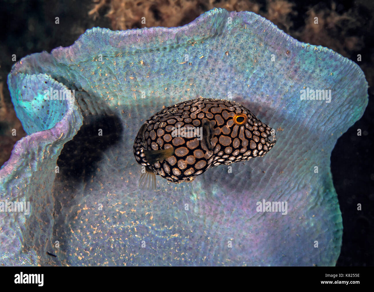 Juvenile Karte Kugelfisch sucht Schutz innen bioluminescent vase Schwamm. Ambon, Indonesien. Stockfoto