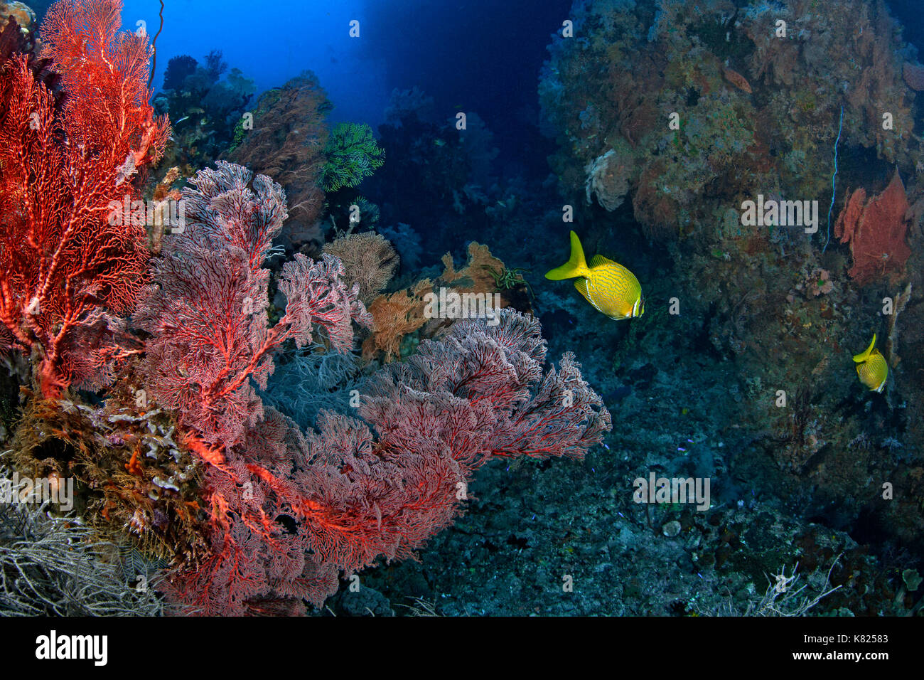 Gesunde Korallen gedeihen in Unterwasser Canyons durch konstanten Strom von Nährstoff zugeführt - reiche Wasser. Raja Ampat, Indonesien. Stockfoto