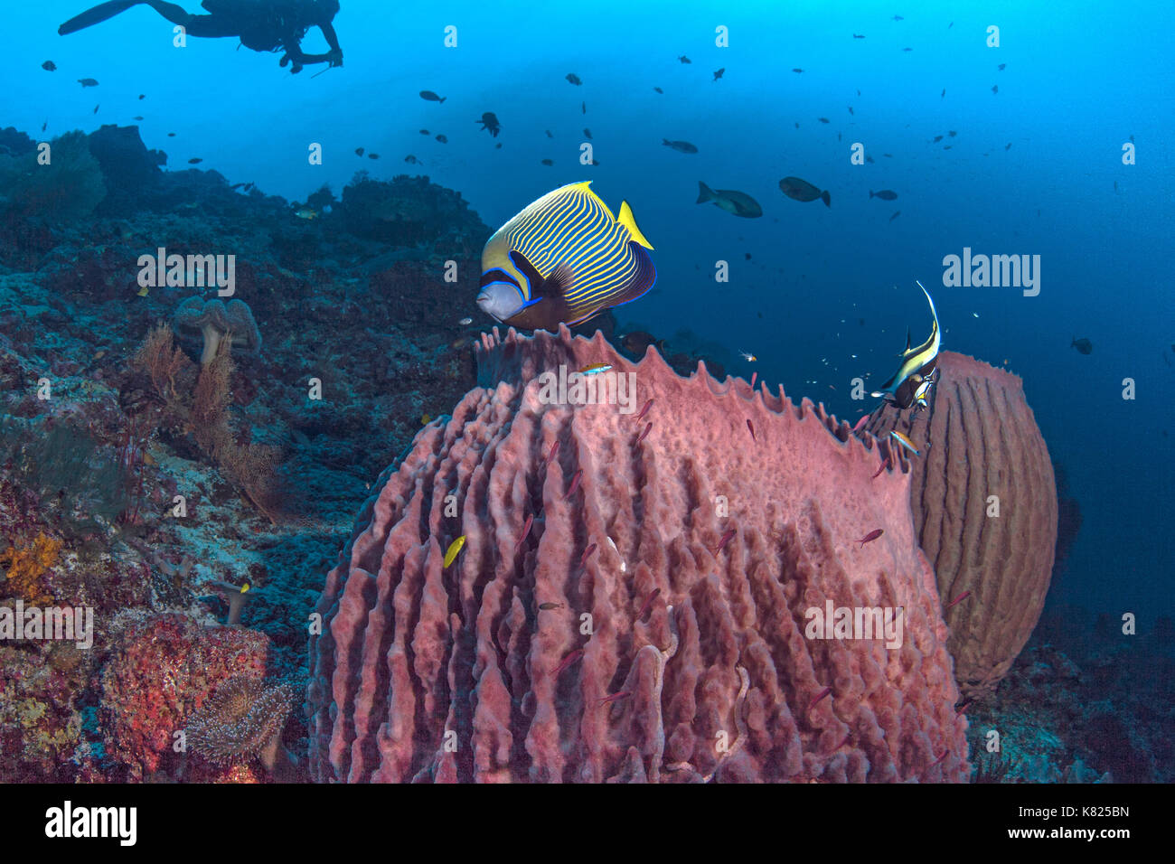 Kaiser Kaiserfische und Moorrish Idol schweben über grossen Schwämmen. Spartly Island, South China Sea. Stockfoto