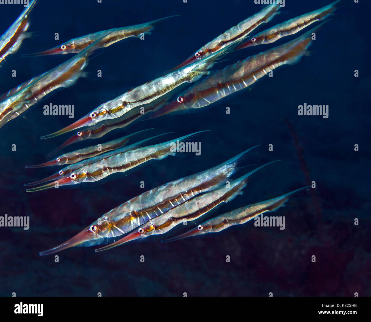 Schule von razorfish (Aeoliscus strigatus) Schwimmen im blauen Wasser. Ambon, Indonesien. Stockfoto