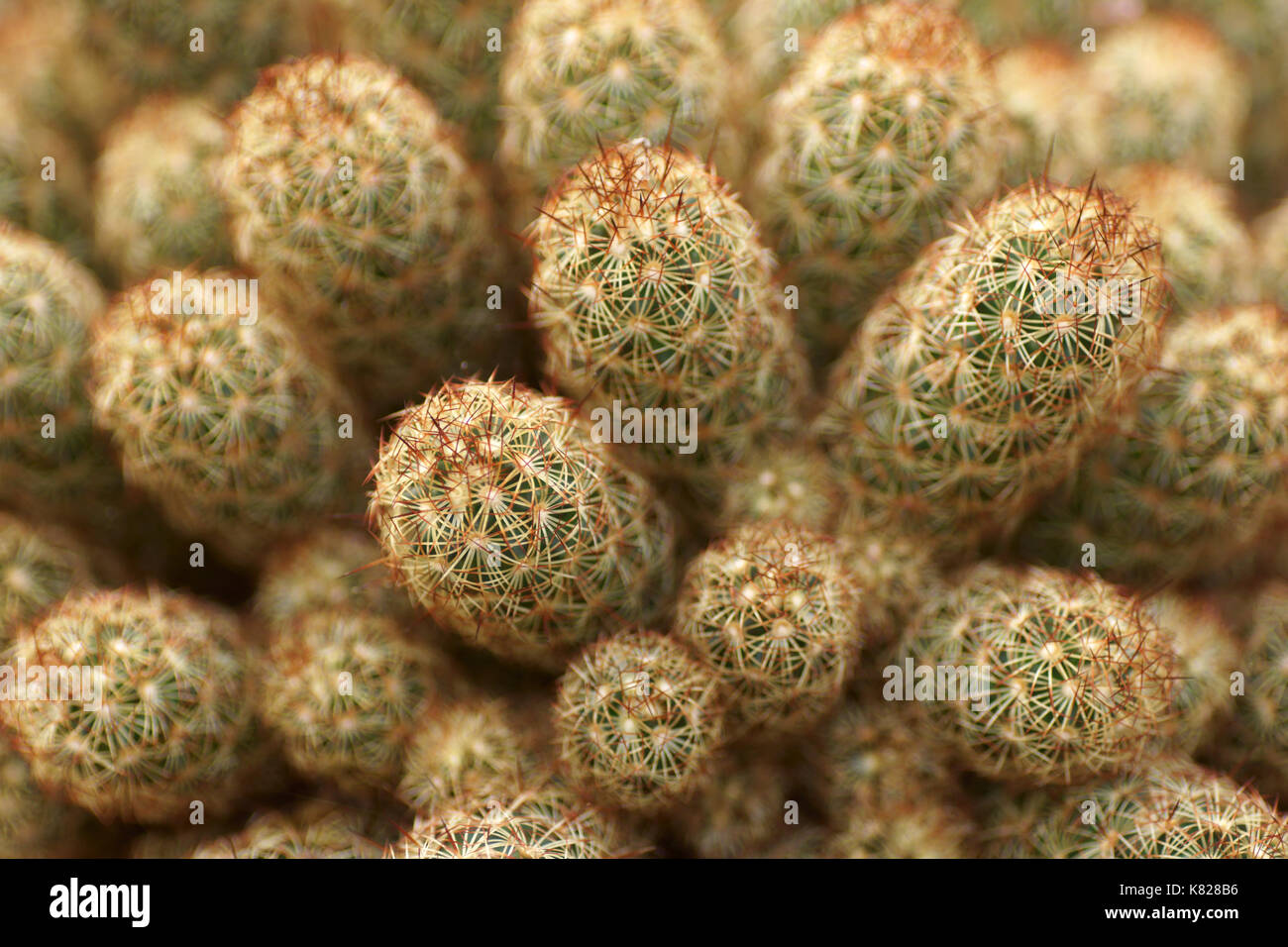 Mammillaria elongata Stockfoto