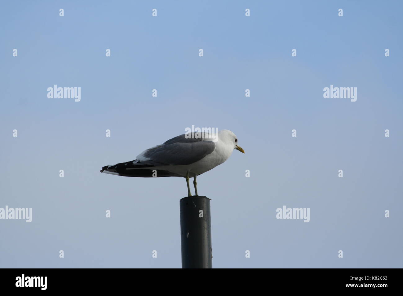 Vogel Bild (immer noch die Eingabe von Informationen - mehr Details oben kommend) Stockfoto