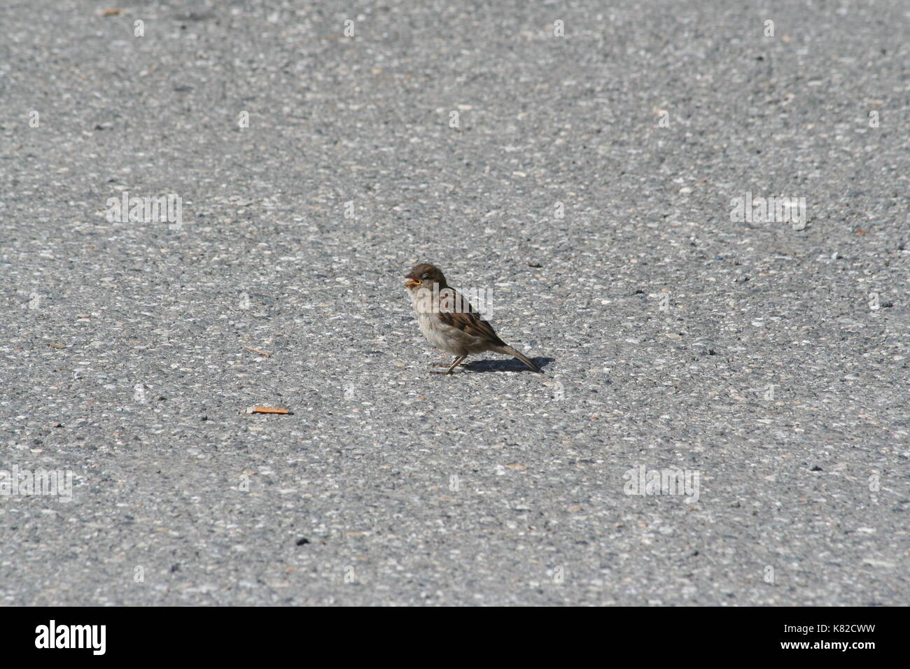 Vogel Bild (immer noch die Eingabe von Informationen - mehr Details oben kommend) Stockfoto