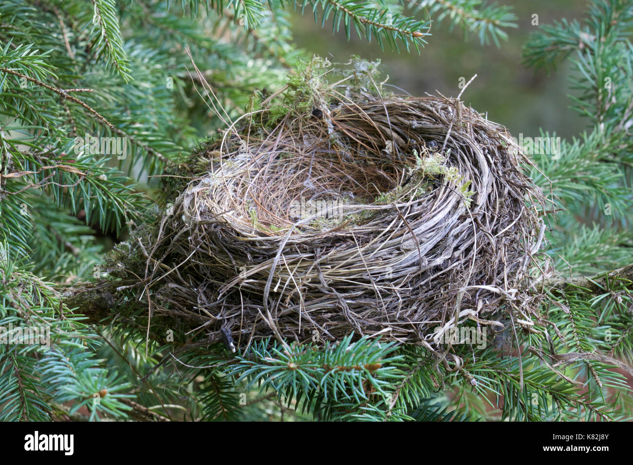 Das leere Nest. Das baby Vögel sind geschlüpft und weg geflogen. Leere Nester können Eltern traurig fühlen, wenn ihre Kinder aufwachsen und das Haus der Familie verlassen. Stockfoto