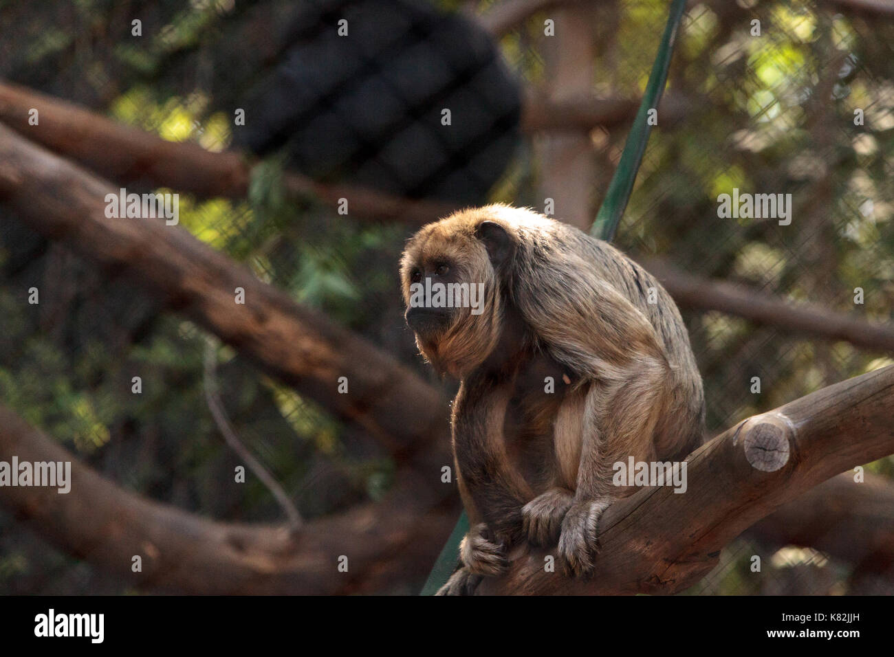 Schwarzer Brüllaffe Alouatta caraya ist in Argentinien und Brasilien gefunden. Stockfoto