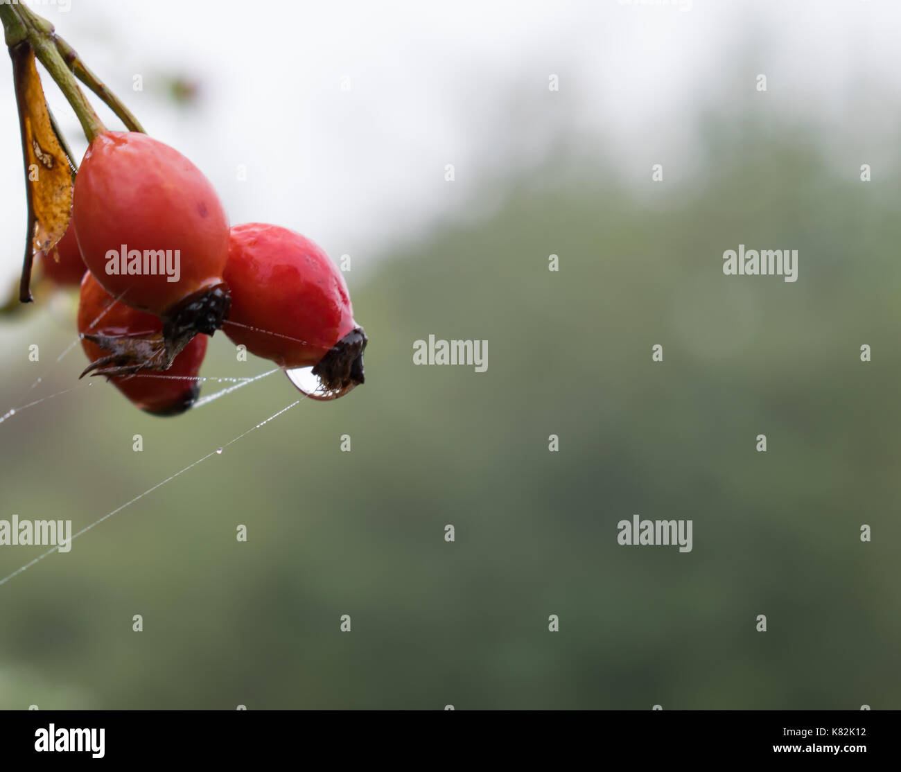 Heckenrose Stockfoto