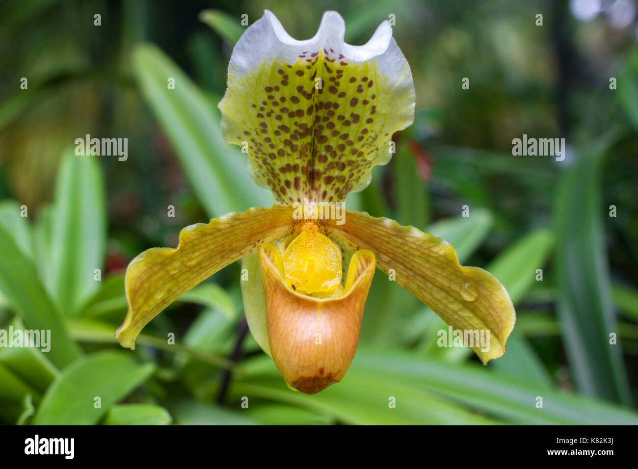 Gelbe Cymbidium Orchidee im Topf. Blumen- und Stammzellen Blume Stockfoto