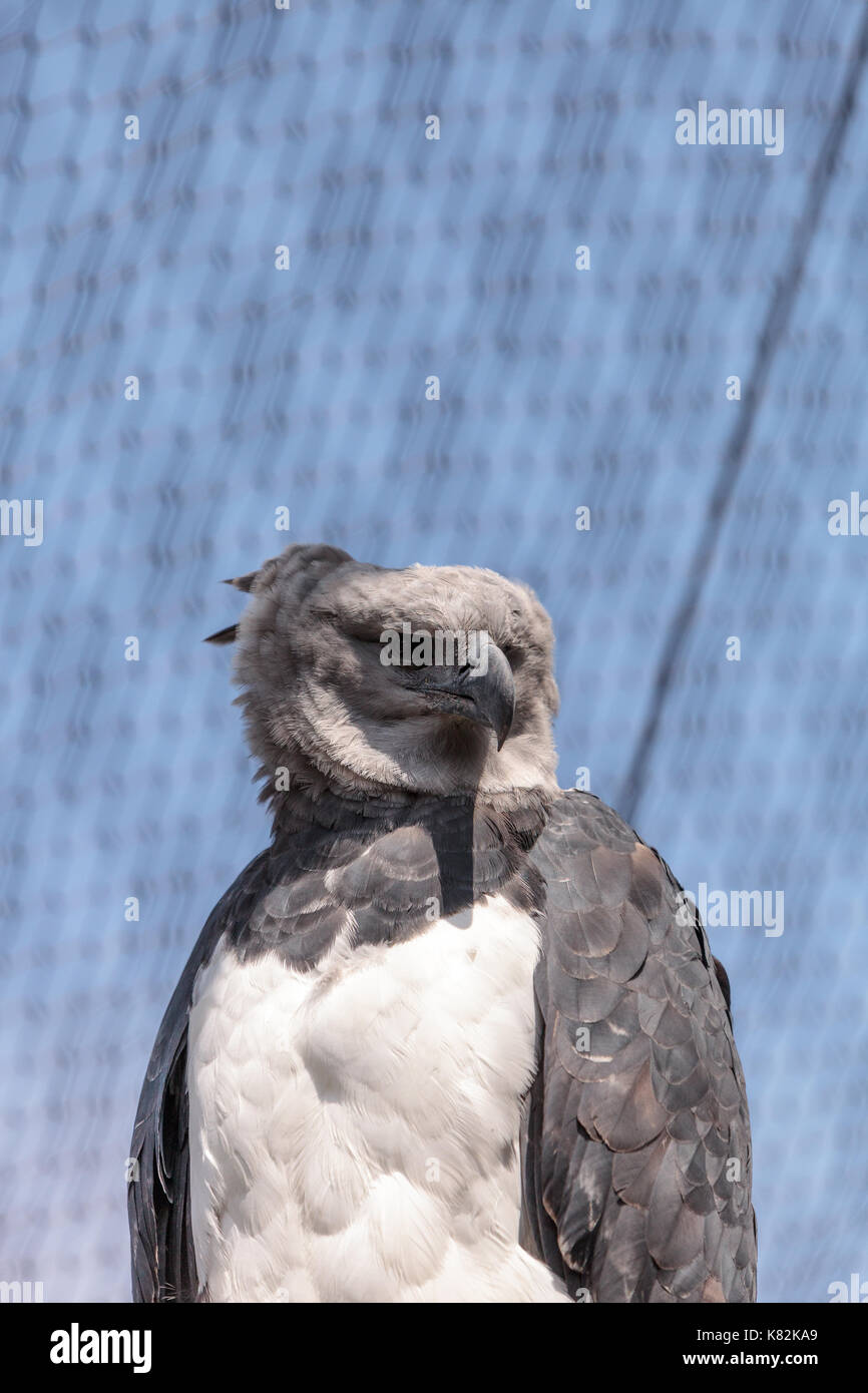 Harpyie Harpia harpyja ist ein großer Adler in Mexiko und Brasilien gefunden. Stockfoto