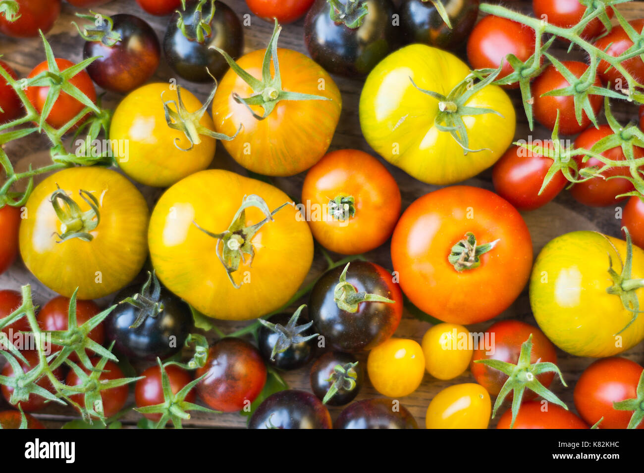 Bunte rot, gelb, orange und schwarz Tomaten Sorten auf vintage Holztisch. Schwarze Pflaume, Yellow Submarine, Shimmeig Creg, Grüne Zebra und Indigo Rose Stockfoto
