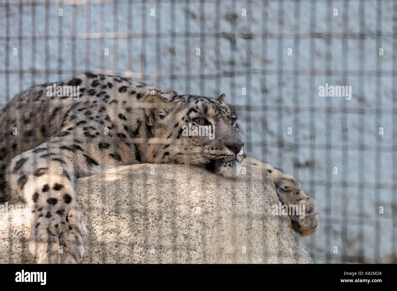 Snow Leopard Panthera uncia in die Bergkette von China, Nepal und Indien gefunden. Stockfoto