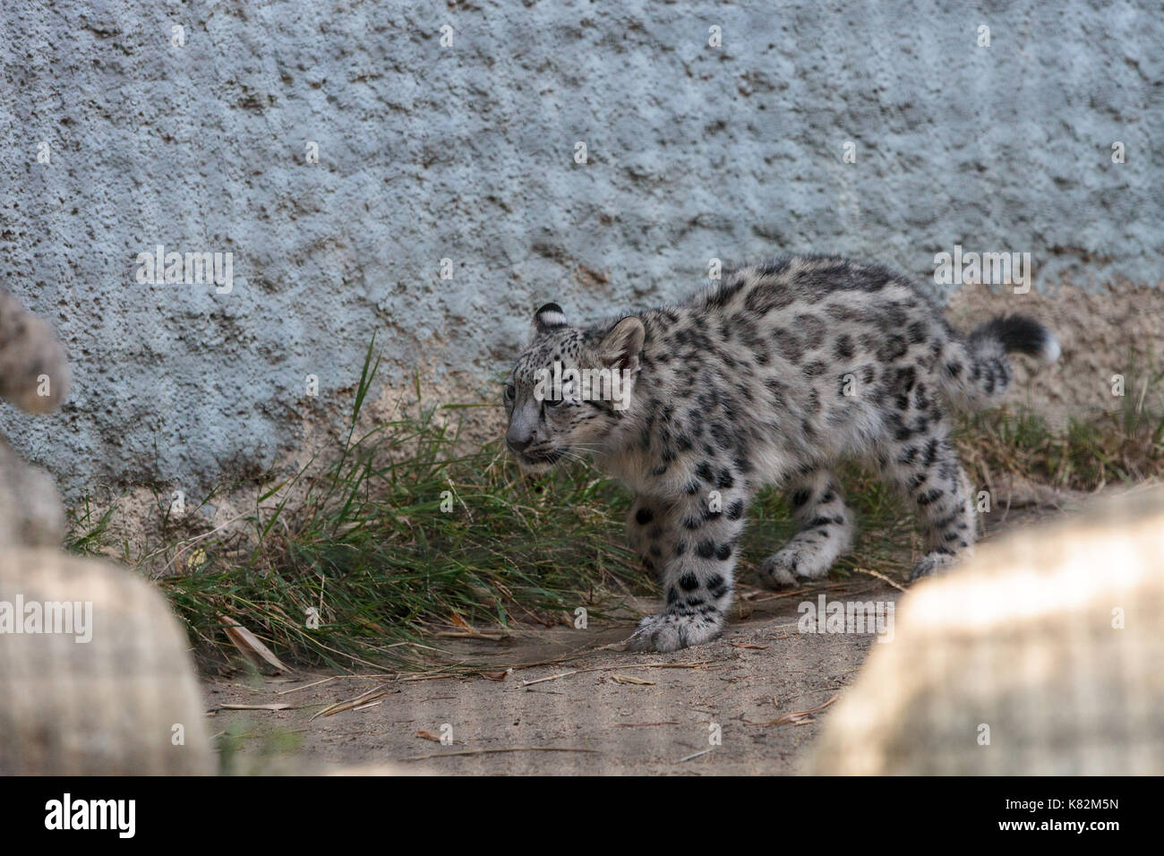 Snow Leopard Panthera uncia in die Bergkette von China, Nepal und Indien gefunden. Stockfoto