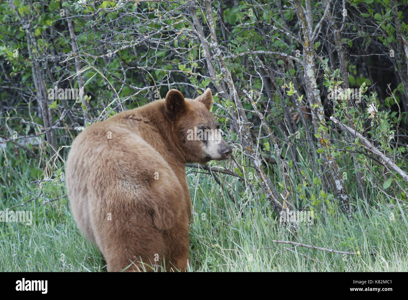 Brauner Bär rückwärts suchen Stockfoto