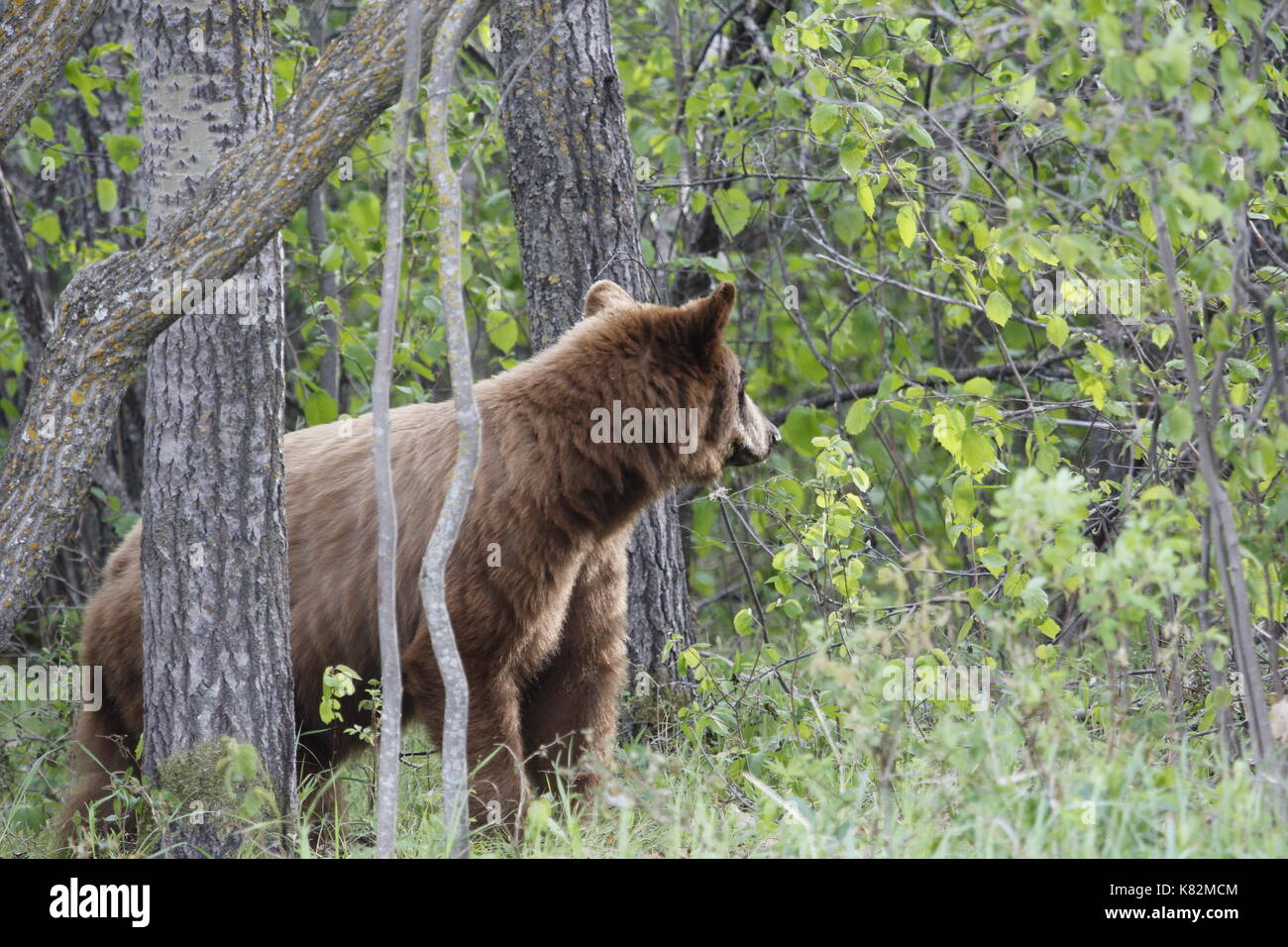 Brauner Bär suchen seitwärts Stockfoto