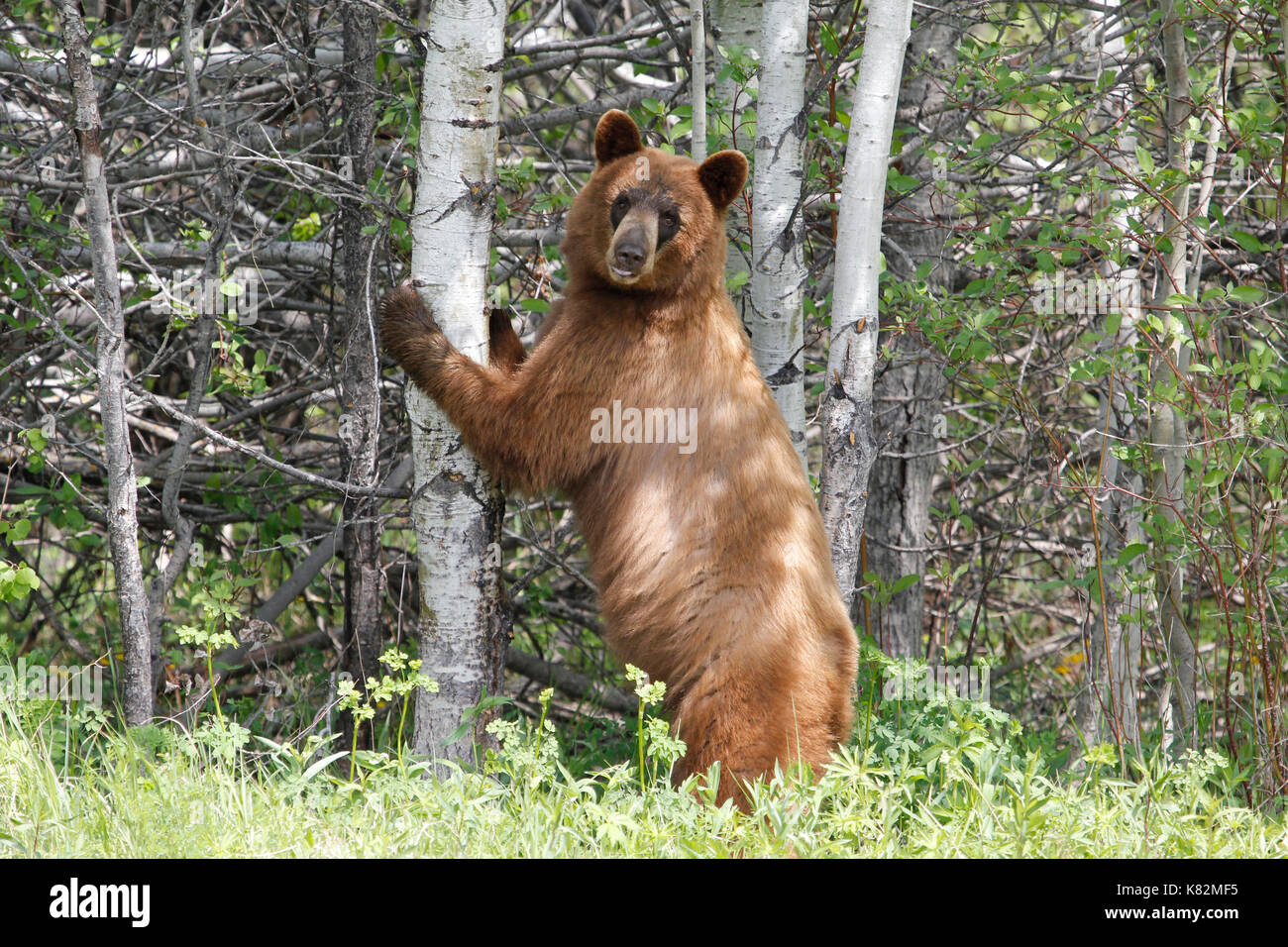 Brauner Bär, stehend neben Baum Stockfoto