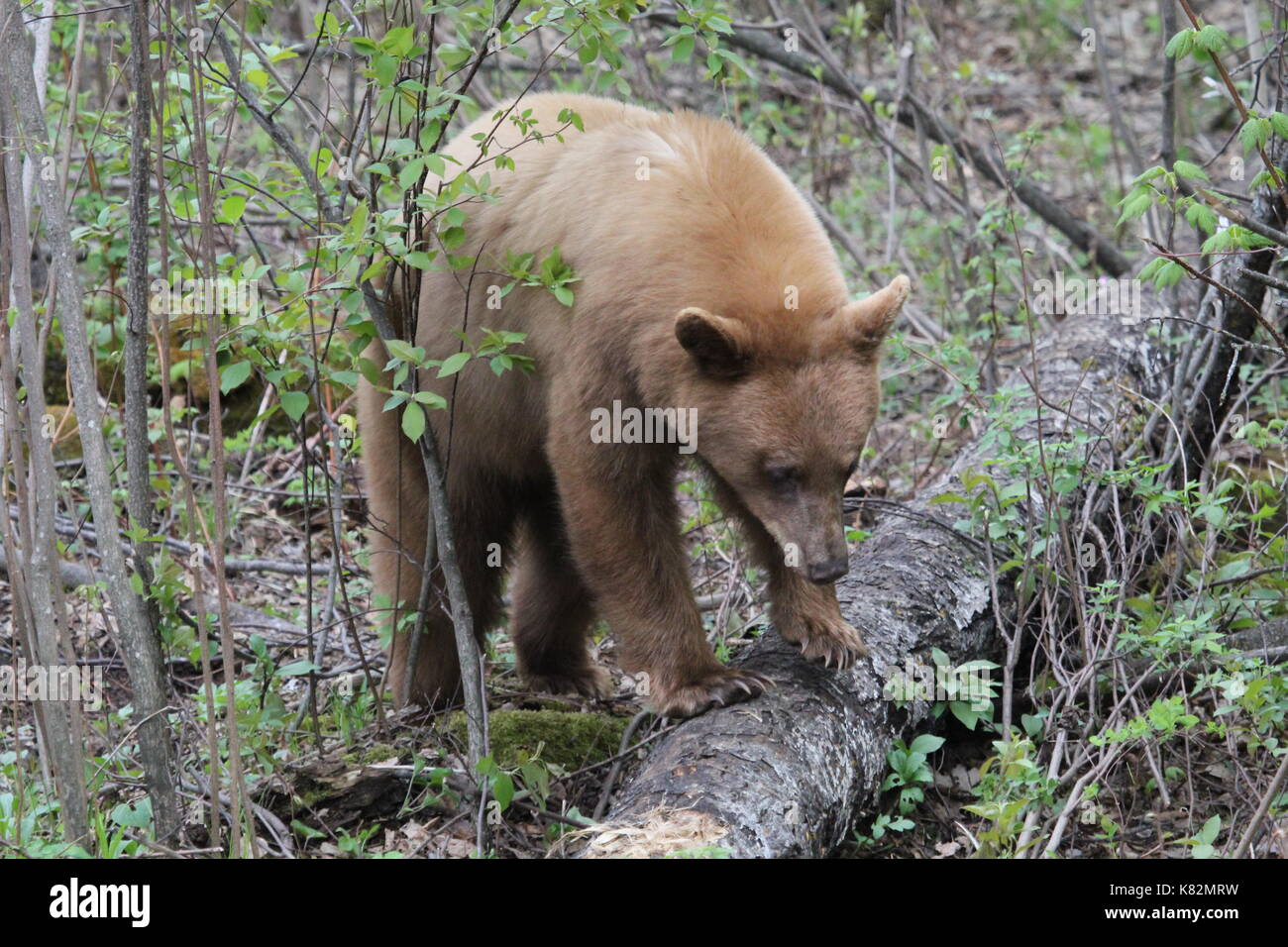 Blonde Bär stehend auf log mit langen Krallen Stockfoto