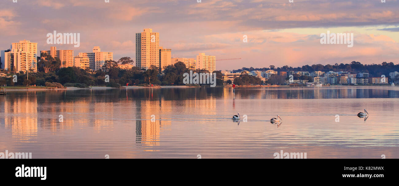 Australische Pelikane auf dem Swan River in Perth, Perth, Western Australia Stockfoto