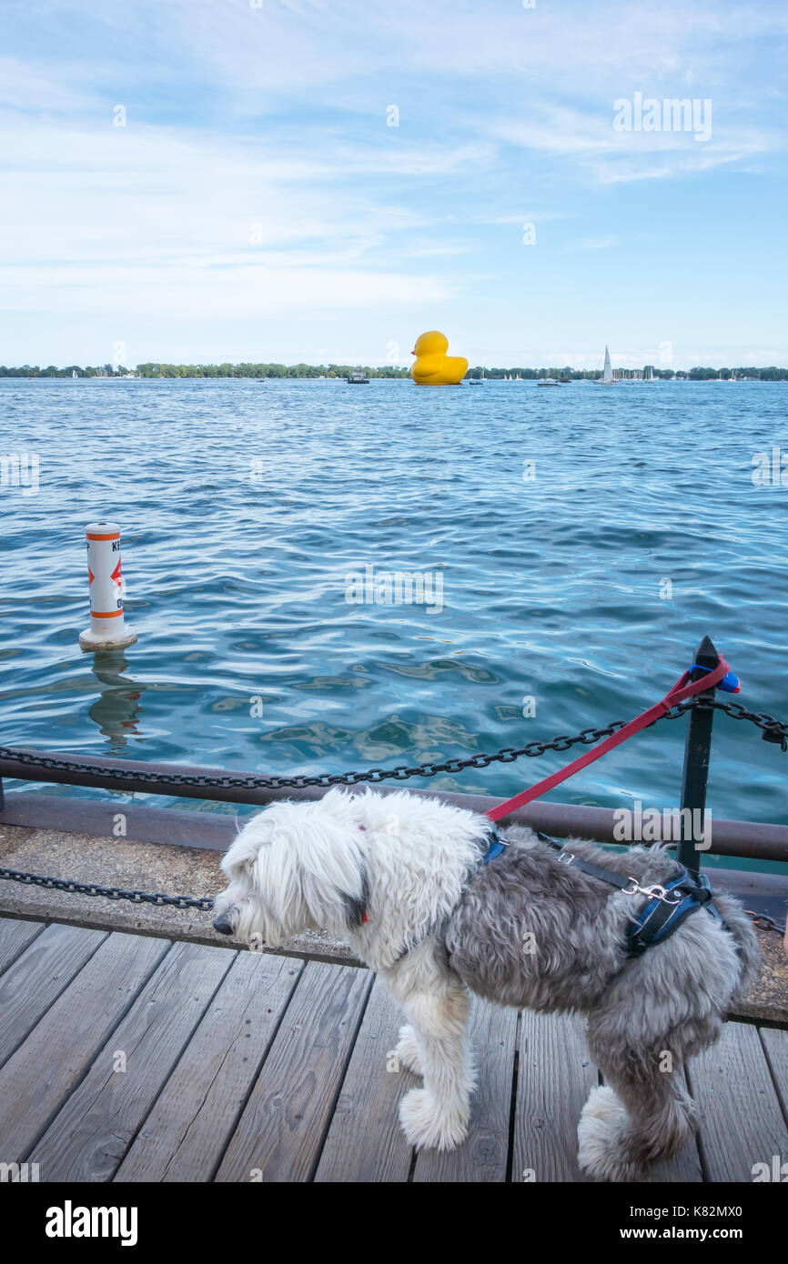 Ein englischer Schäferhund um einen Pfosten an Toronto Harbourfront touristischen Bezirk gebunden, während eine riesige Gummiente als Kanada Tag Förderung wird abgeschleppt. Stockfoto