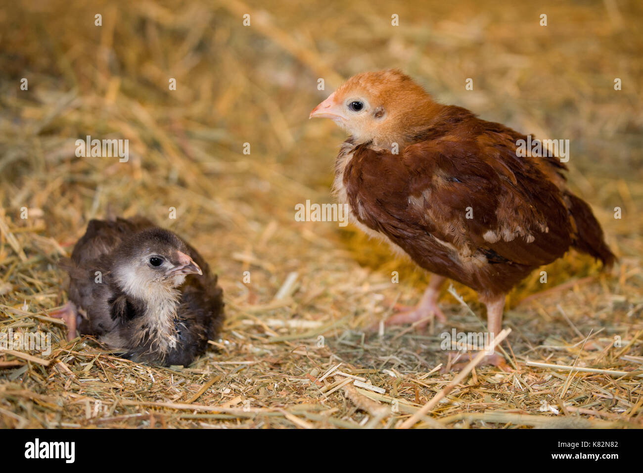 Rhode Island Rot Küken stehend und Schwarz Americana Küken, sitzend auf einem Heuballen bei Baxter Scheune in Fall City, Washington, USA Stockfoto