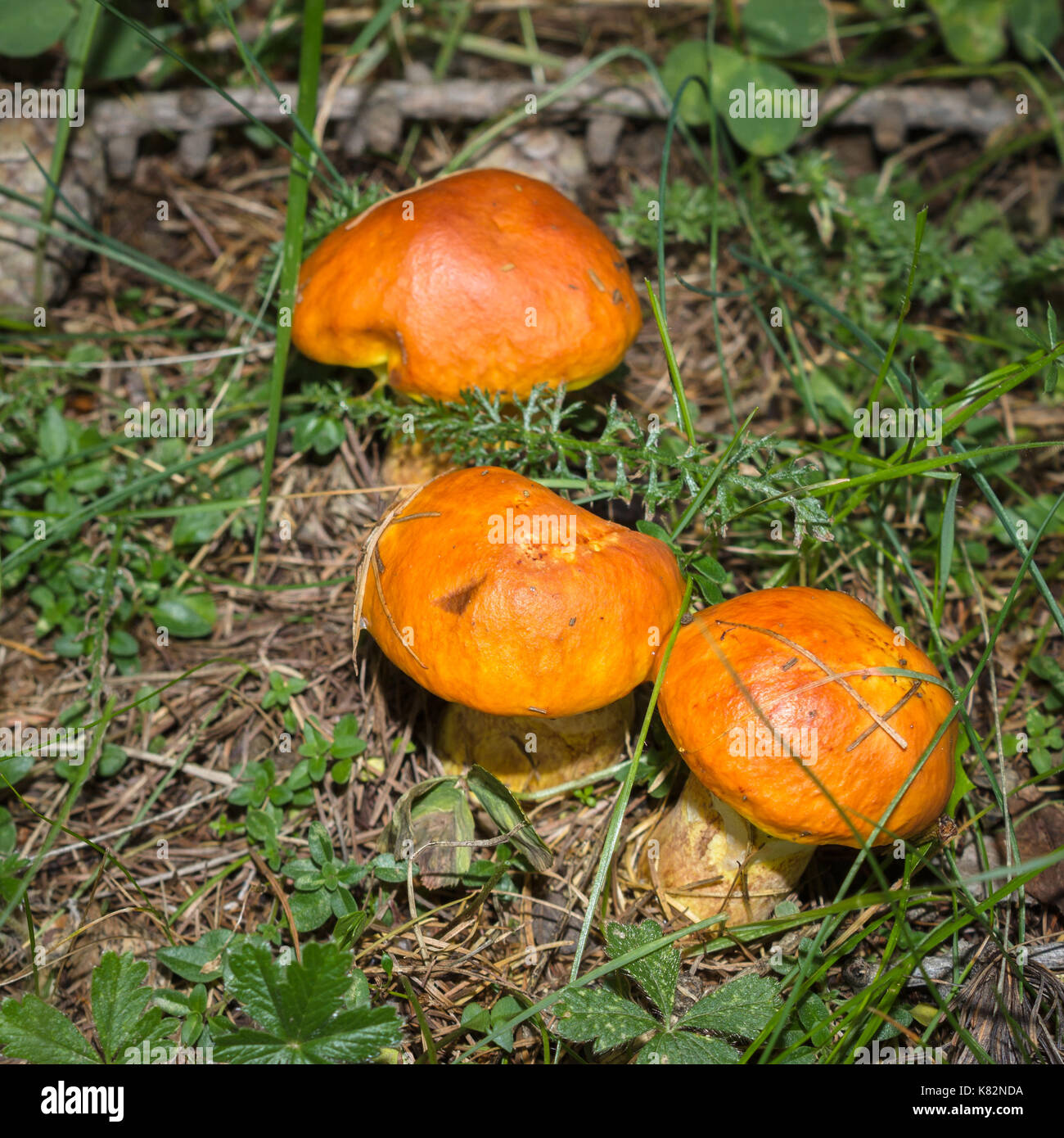 Berg Pilze. Steinpilze Elegans (Suillus Grevillei) oder Lärche Bolete im Wald. Alpine Underwood. Stockfoto