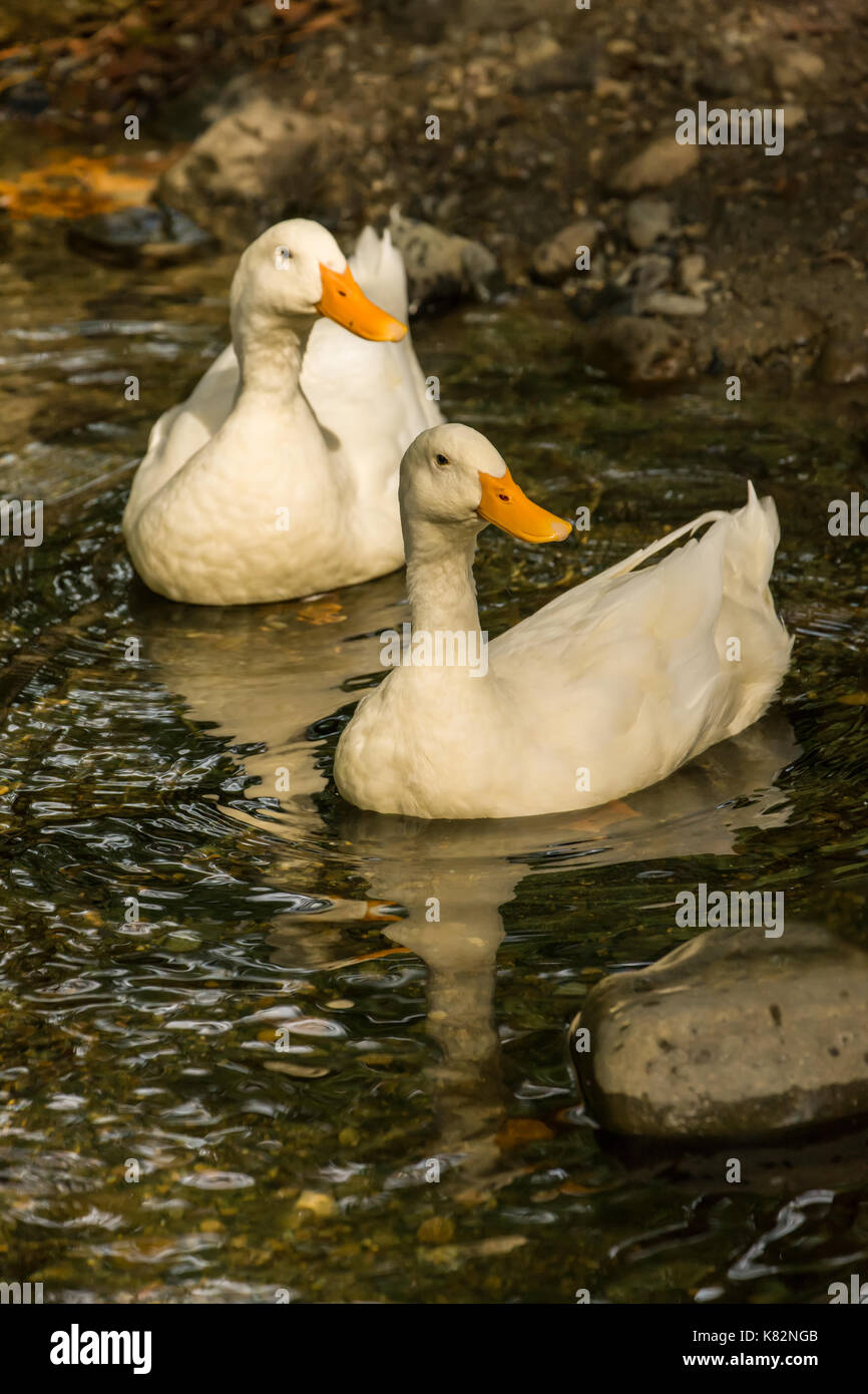 Inländische Freilandhaltung Pekin Enten schwimmen im Stream von Ihrer Farm in Western Washington, USA. Stockfoto