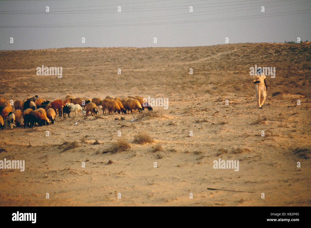 Libya Sheep Stockfotos & Libya Sheep Bilder - Alamy