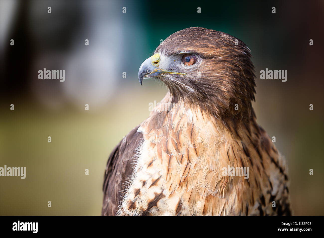 Golden Eagle Stockfoto