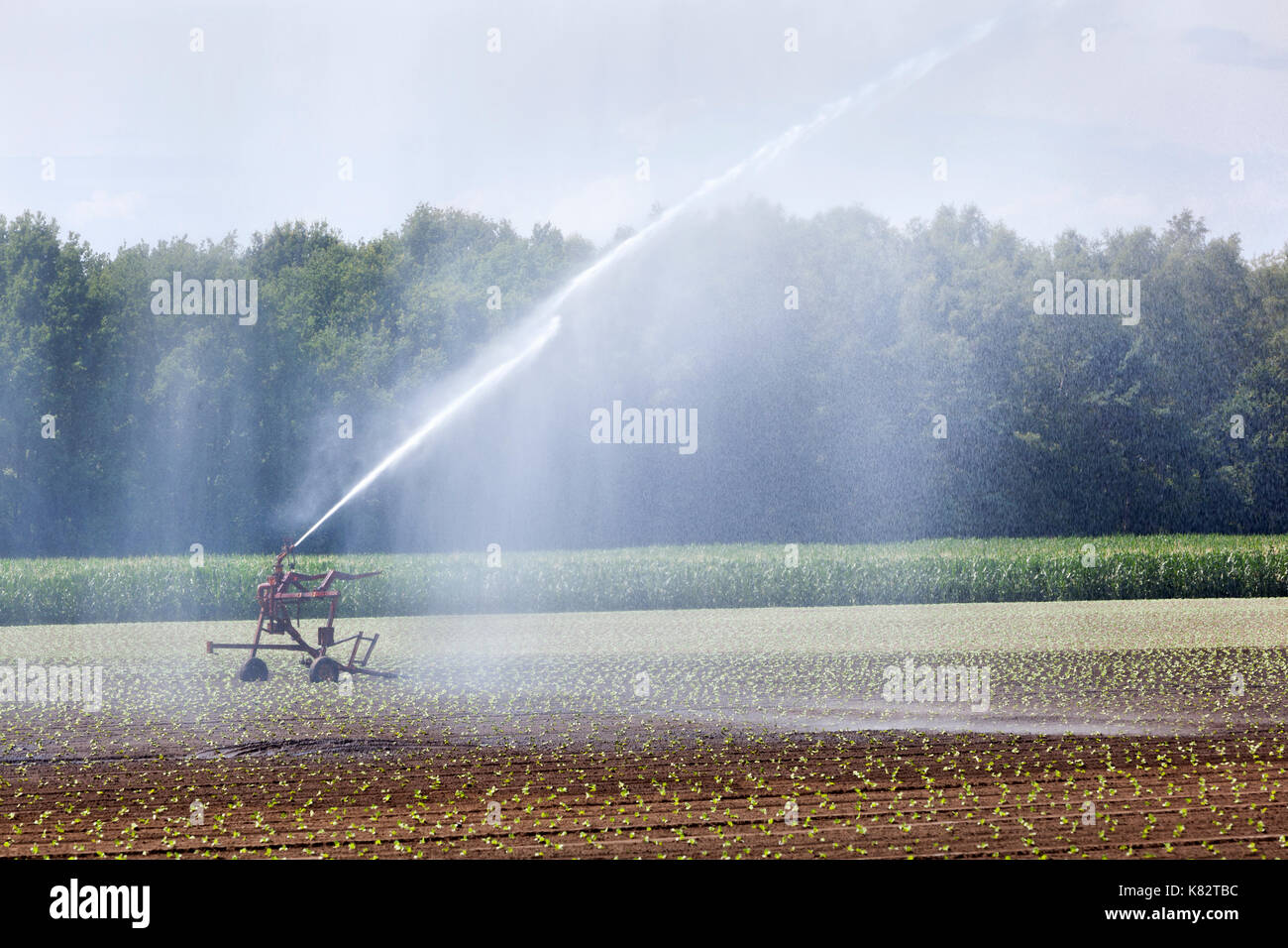 Die Bewässerung von jungen Pflanzen auf einem Feld in den Niederlanden Stockfoto