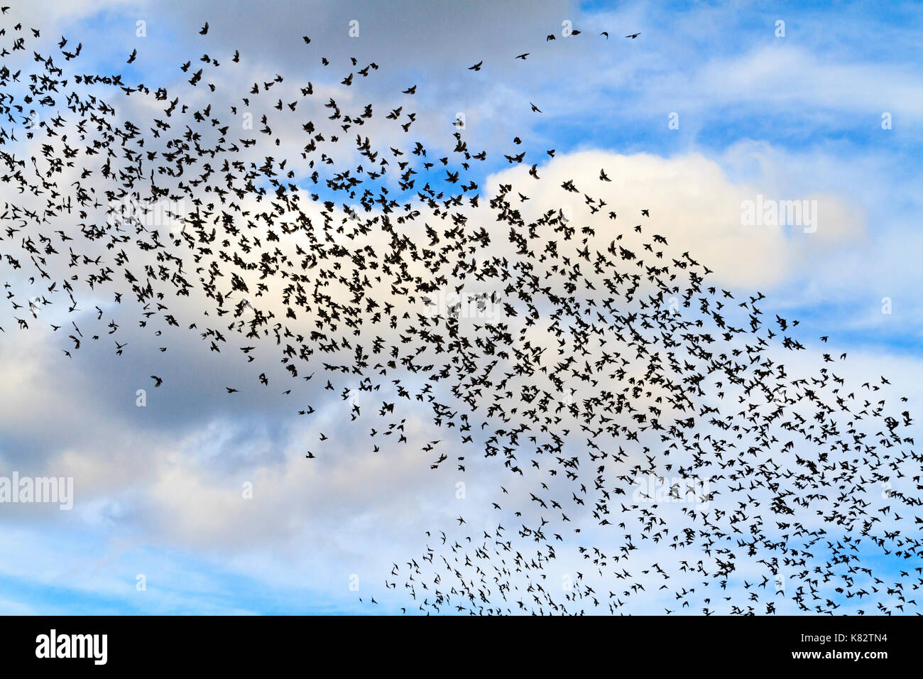 Riesige Schwärme von Staren im Himmel mit Wolken, die Tier- und Pflanzenwelt, einzigartige Frames Stockfoto