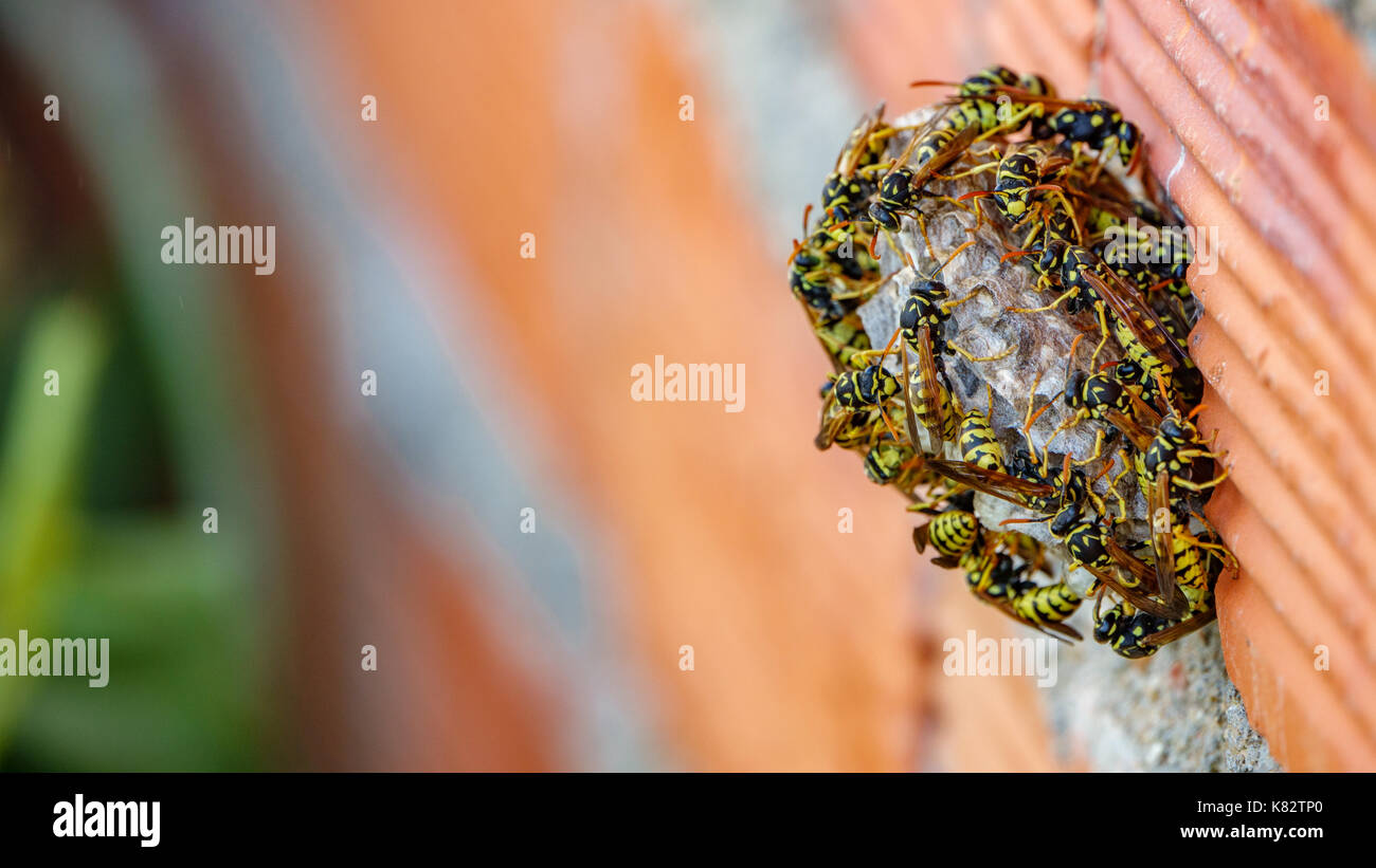 Wasp nest closeup Stockfoto