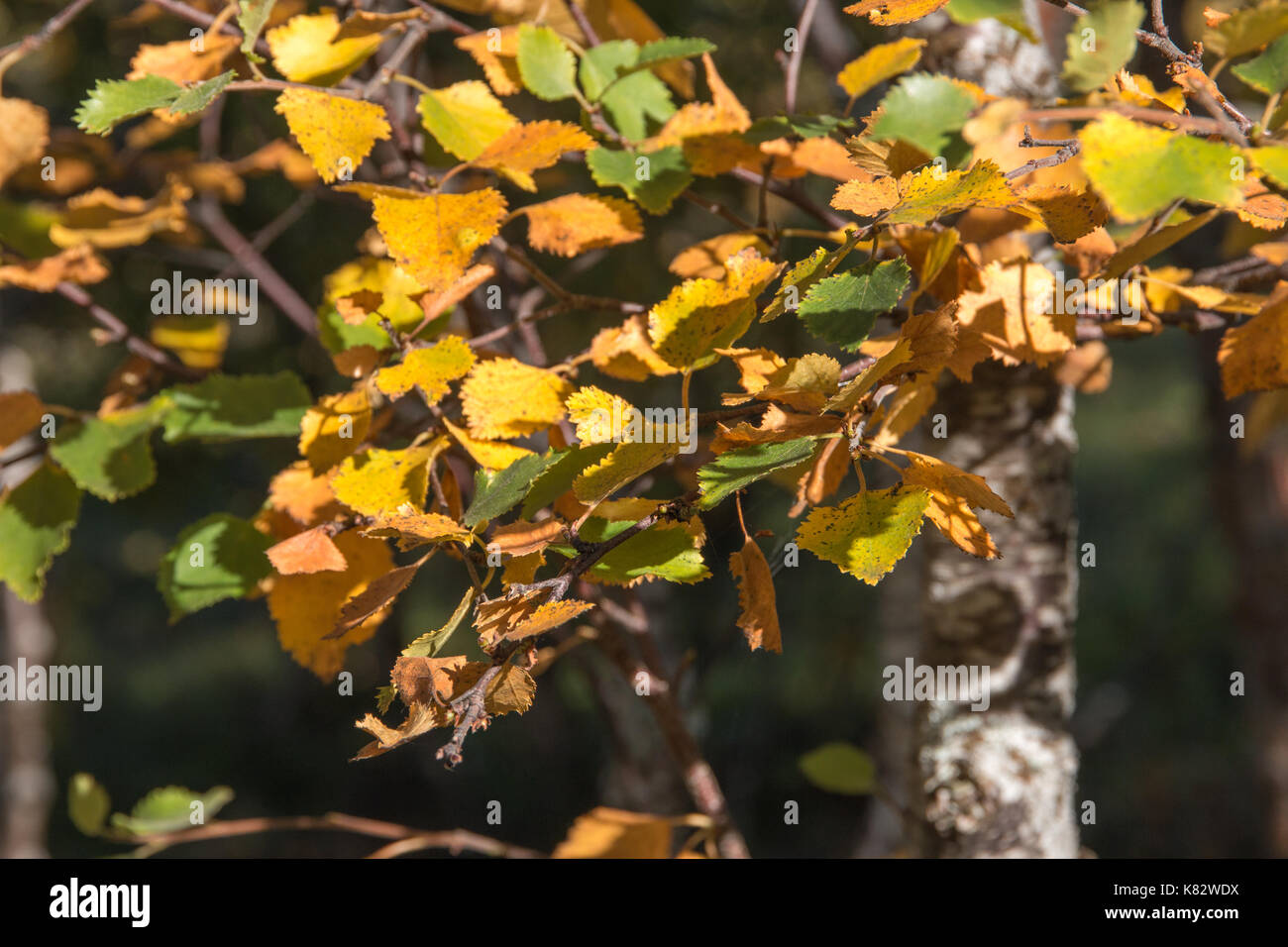 Grün und Gelb birke Blätter Stockfoto