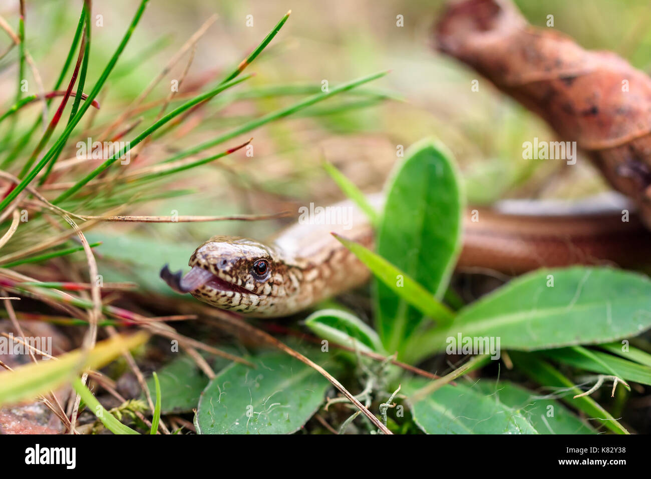 Auch die Nahaufnahme des slowworm, wie blindworm bekannt (Anguis fragilis), um eine beinlose Echse auf Waldboden. Konzentrieren Sie sich auf die Augen. Stockfoto