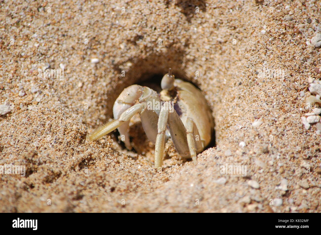Ein Horn eyed Ghost crab aus seinem Strand Höhle in Kauai, Hawaii stossen. Stockfoto