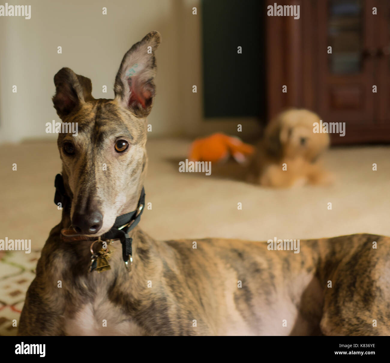 Der Greyhound ist ein superbes pet Stockfoto