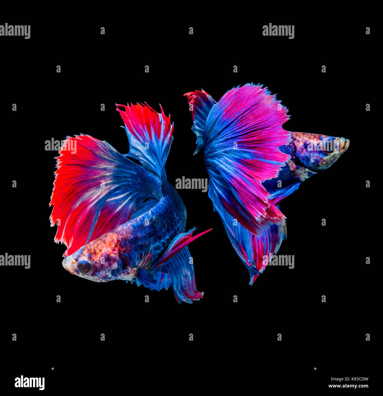 Betta splendens, Siam kämpfenden Fisch auf schwarzem Hintergrund Stockfoto