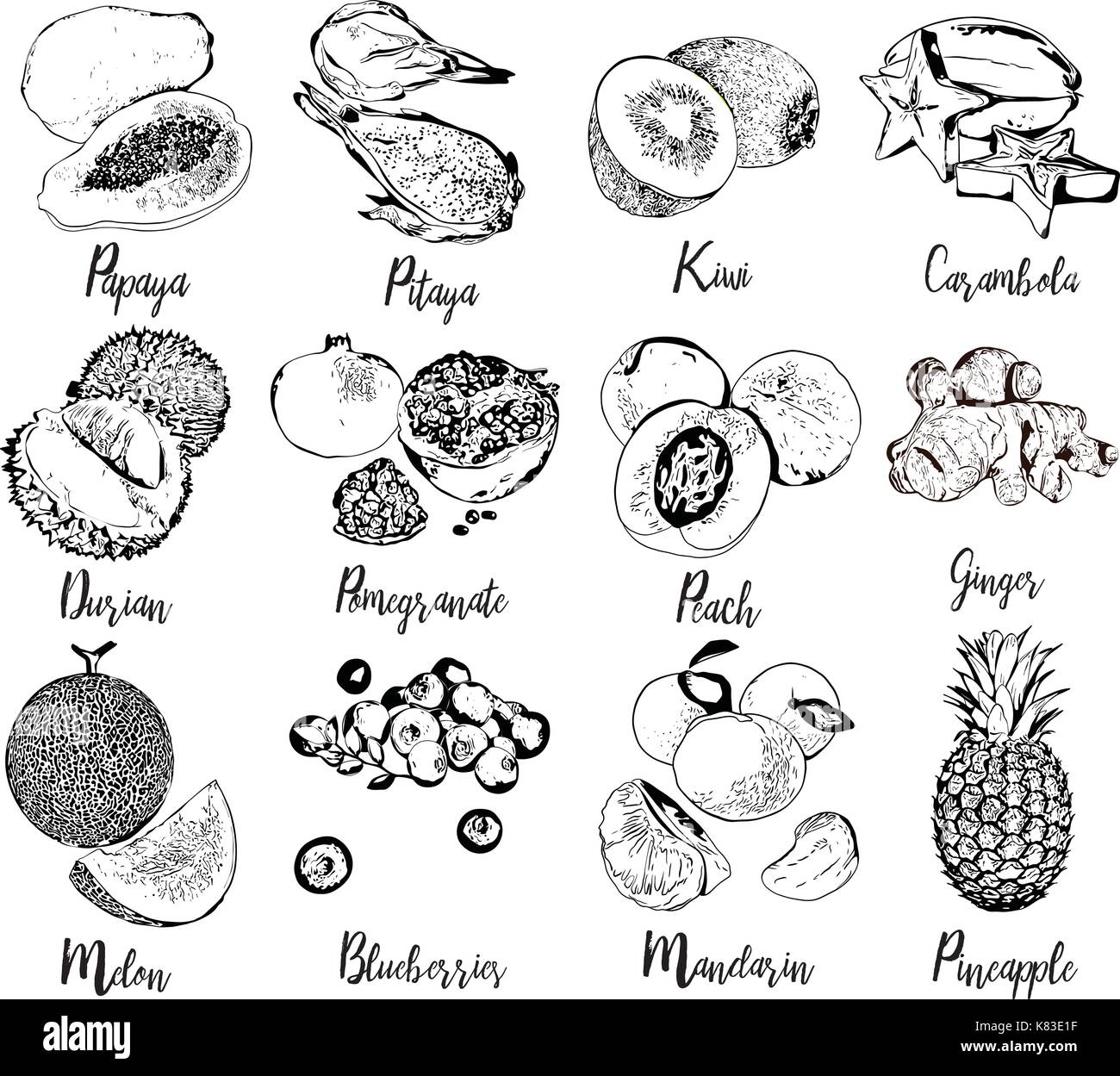 Sammlung von Früchten und Beeren in der Hand Grafik gezeichnet. Stock Vektor