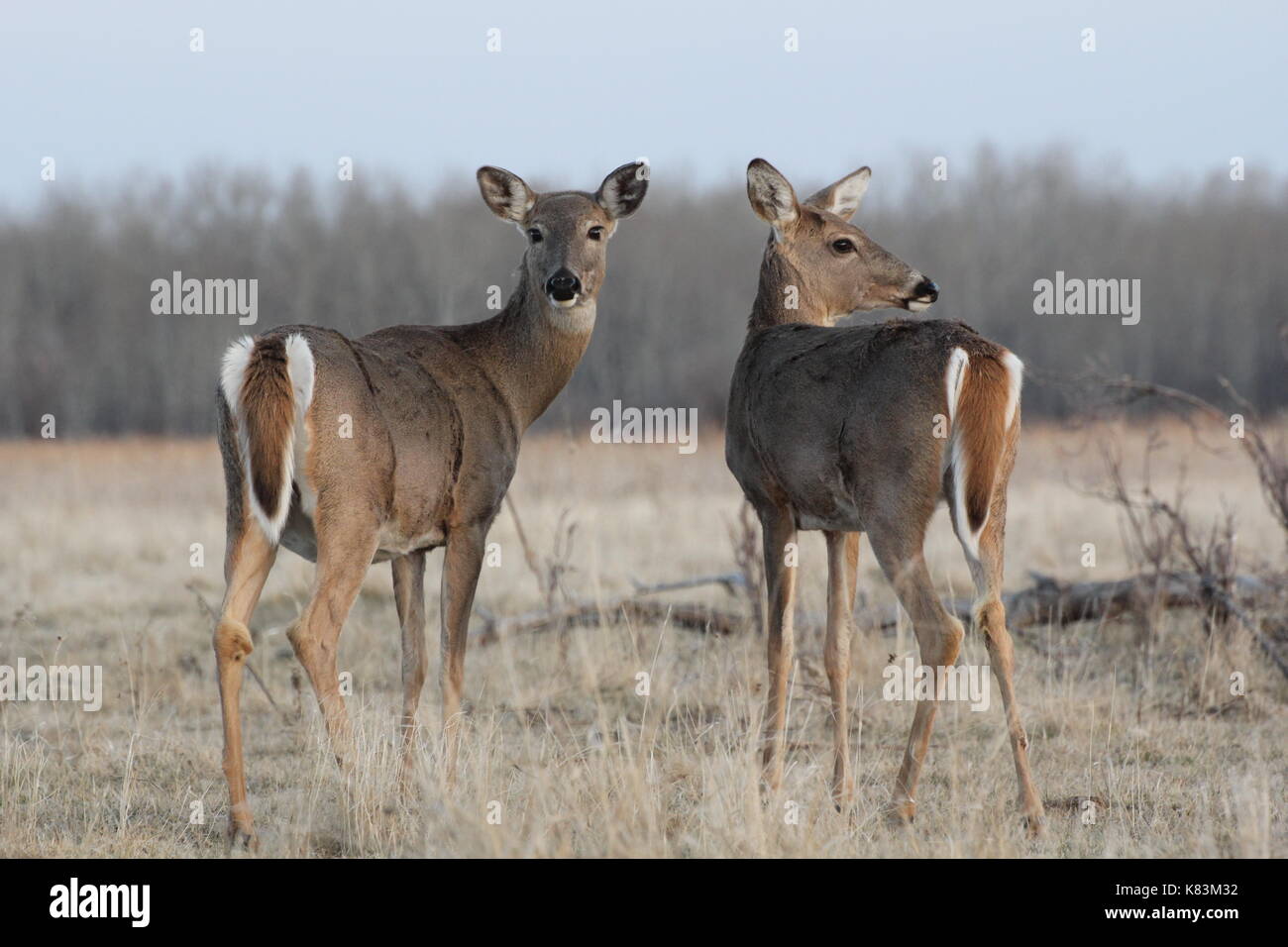 Whitetail deer standing im Wald Stockfoto