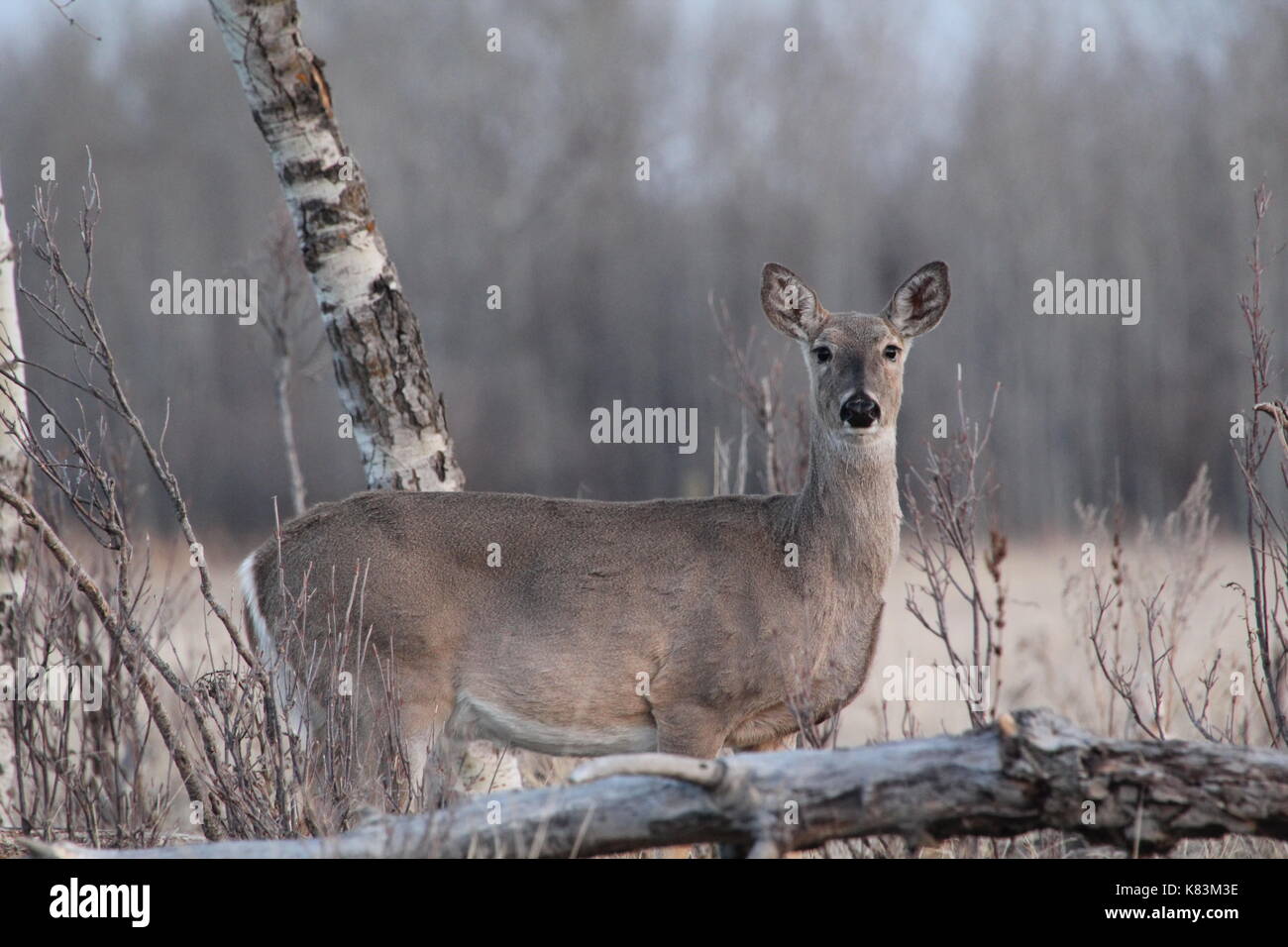 Whitetail doe stehen im Wald Stockfoto