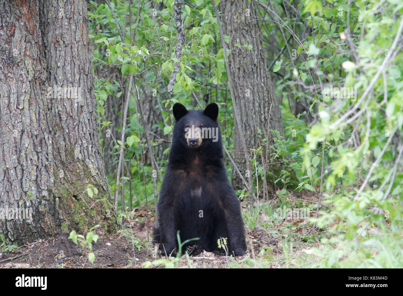 Schwarzer Bär setzte sich neben großen Bäumen Stockfoto