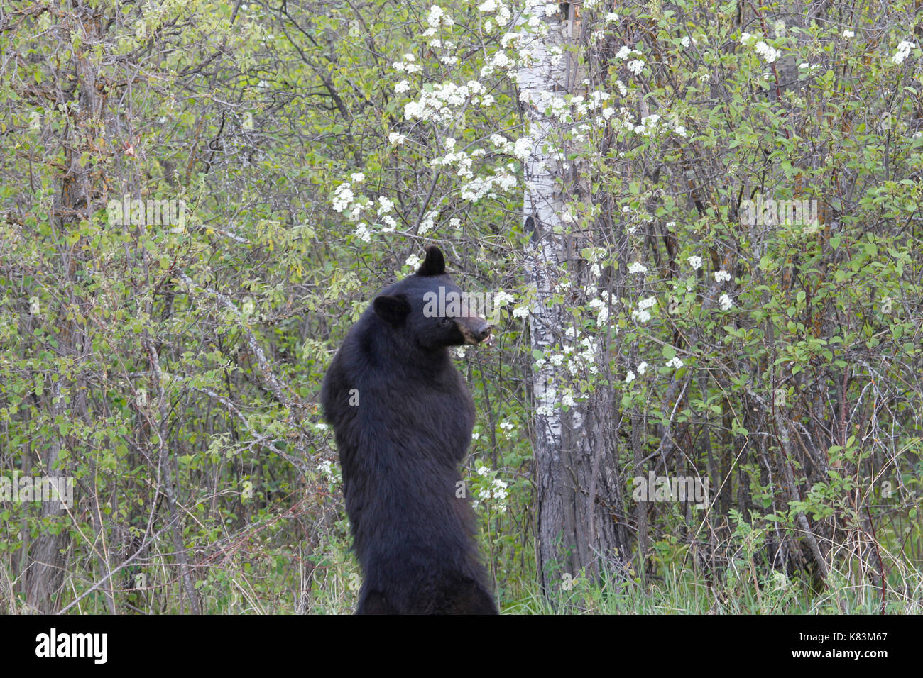 Schwarzer Bär im stehen essen Blüten. Stockfoto