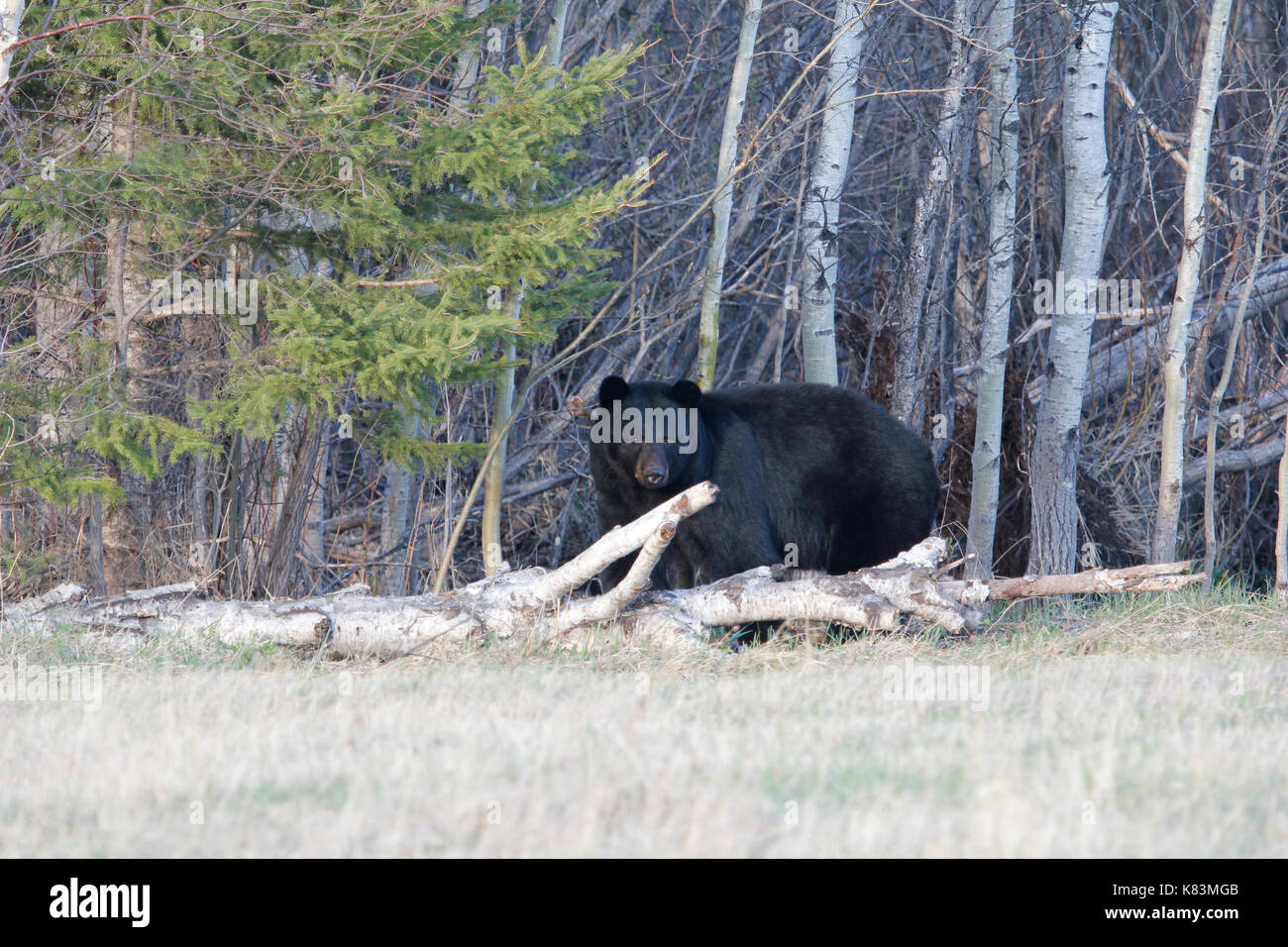Black Bear hinter eine Birke anmelden Stockfoto