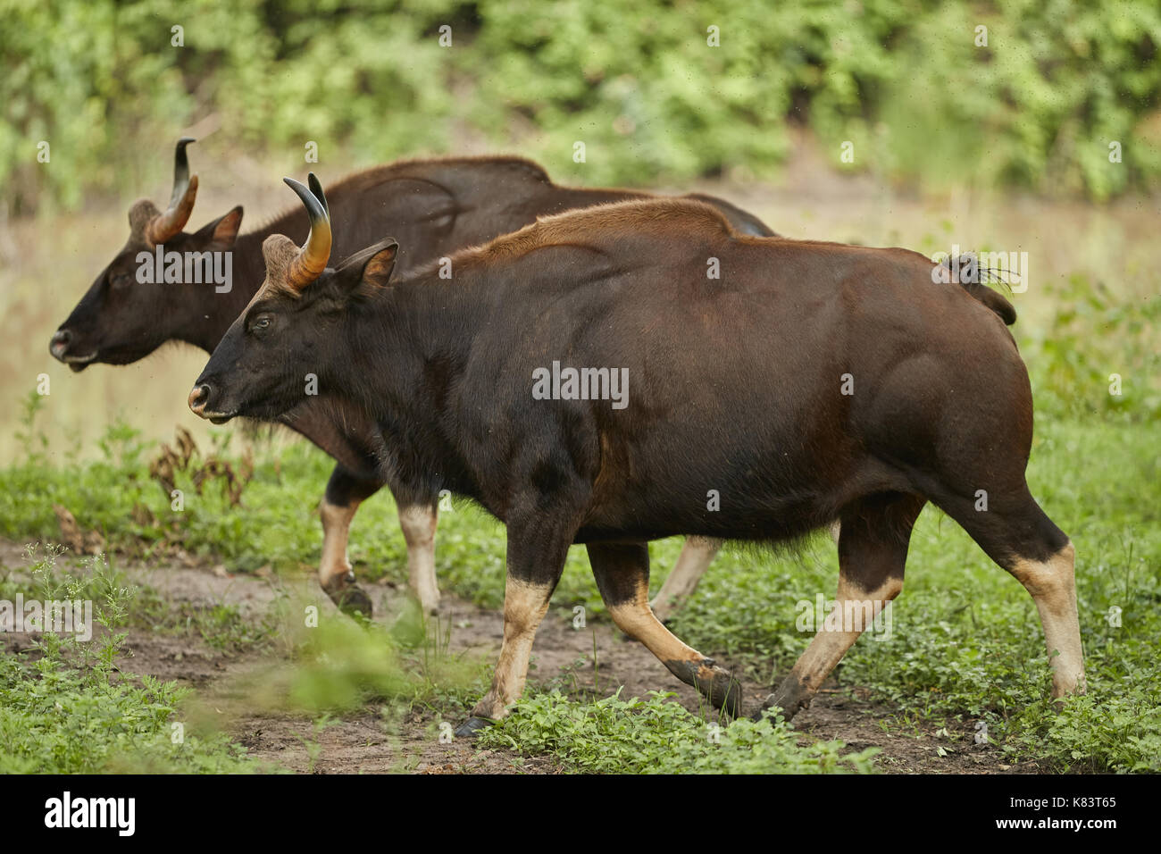 Gaur genannt auch indische Bisons, ist die größte lebenden Rindern, die in Südasien und Südostasien. Stockfoto