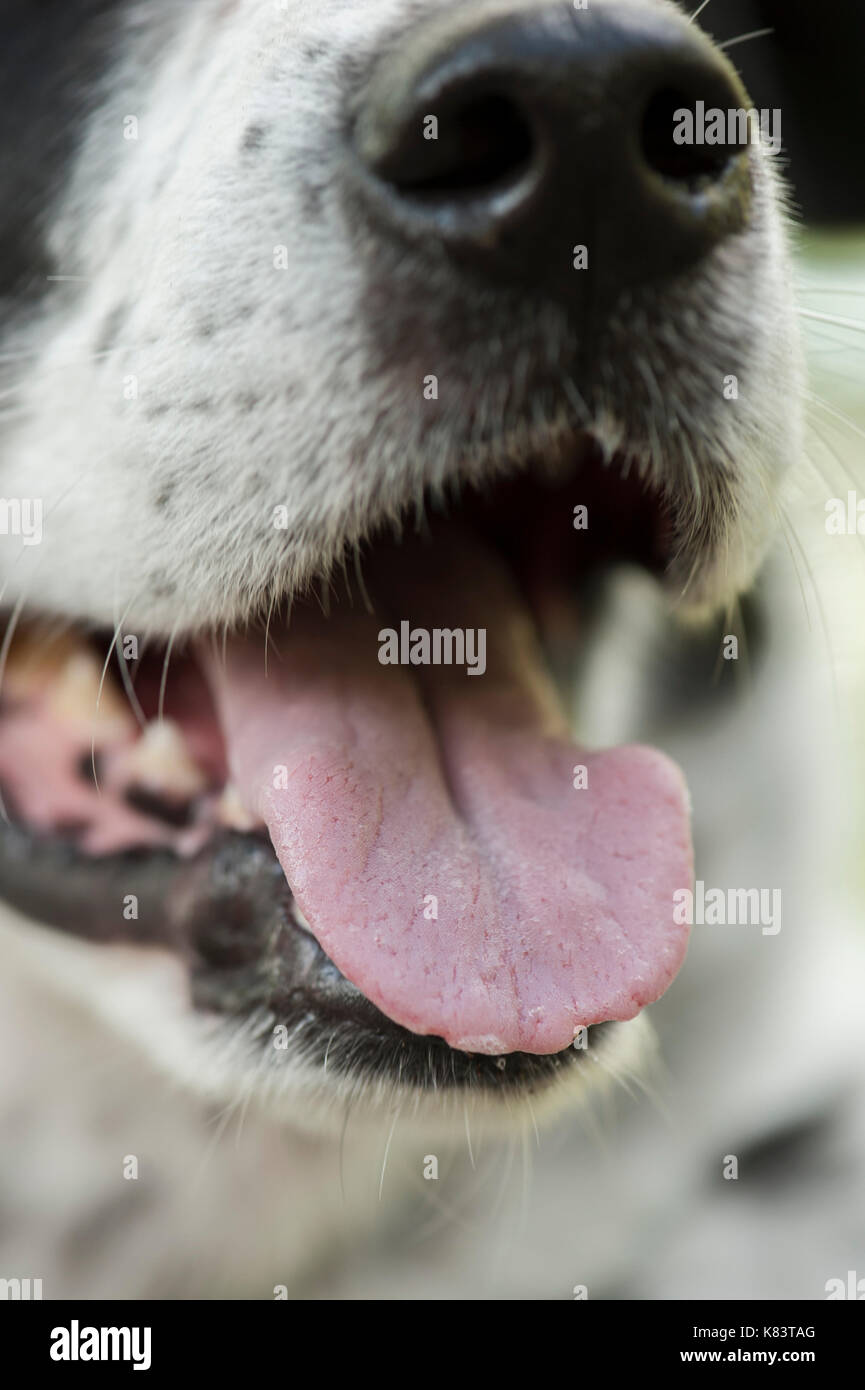 Hund Atem Stockfoto