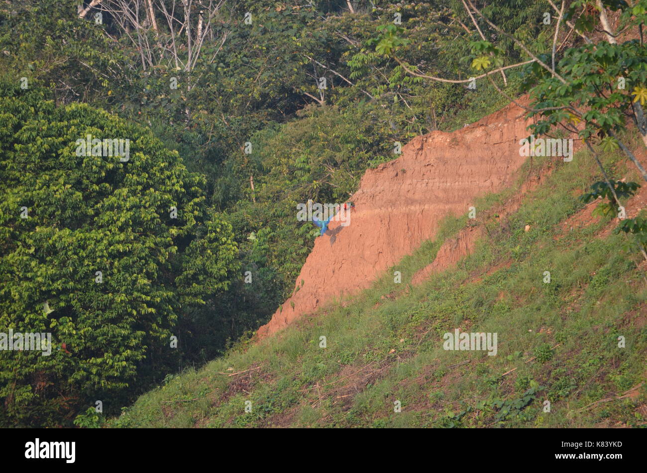 Aras sammeln für die Fütterung am Chuncho Colpa Ton licks im Tambopata National Reserve. Madre de Dios, Peru Stockfoto