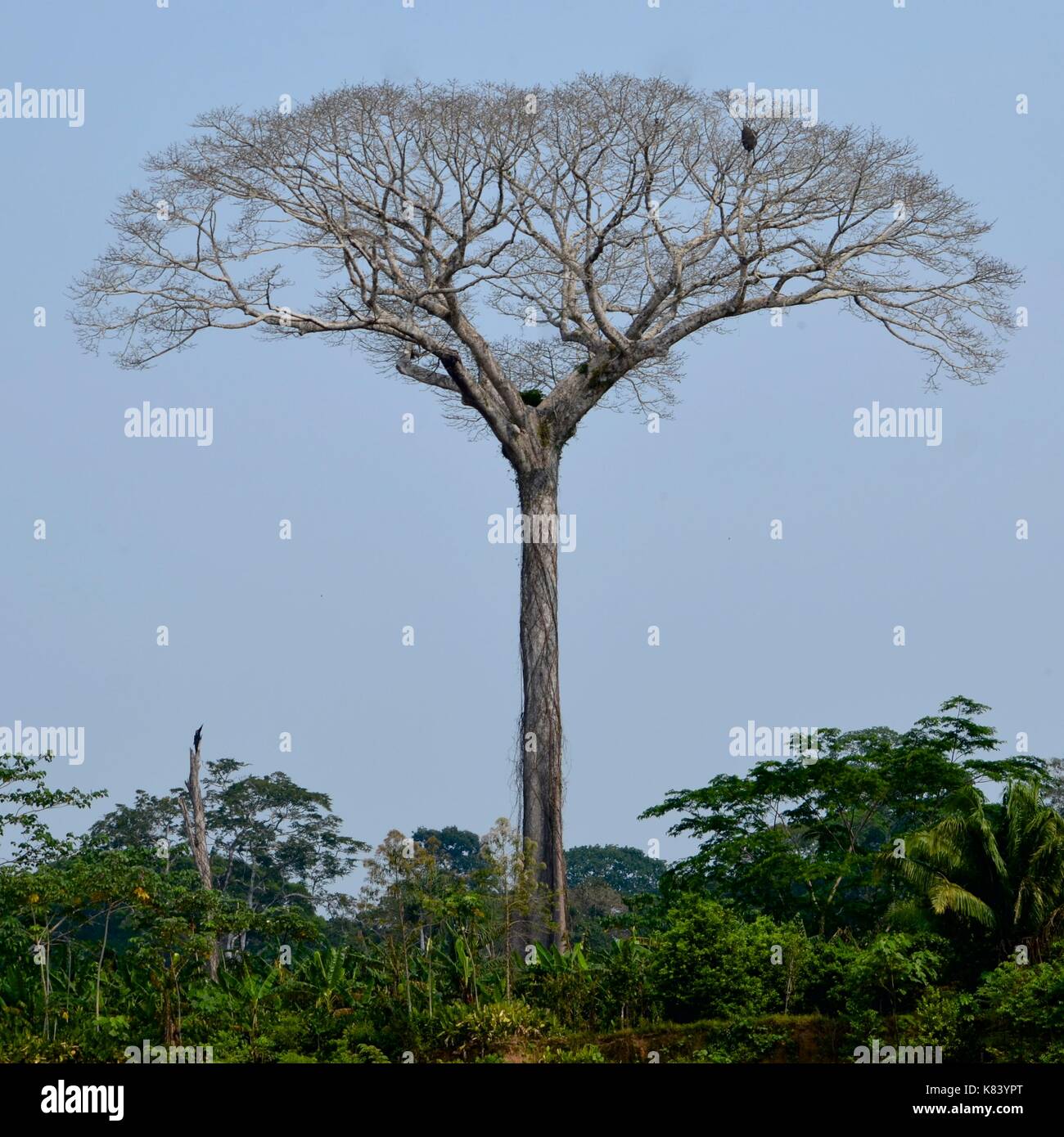 Eine extrem hohe lupuna Baum (chorisia insignis), Tambopata National Reserve, Madre de Dios Provinz, Amazonas, Peru Stockfoto