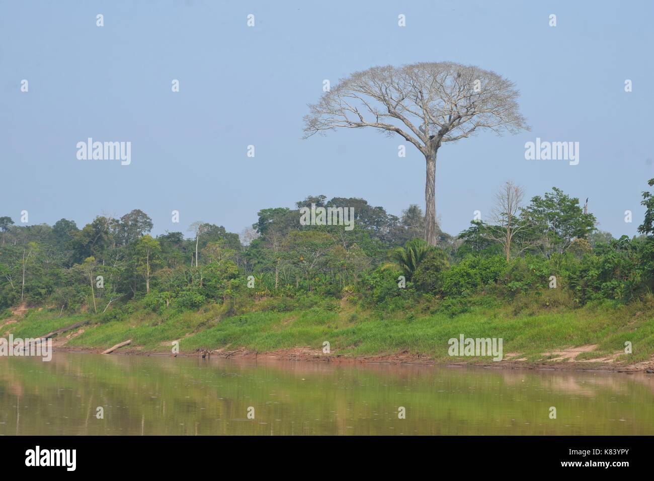 Eine extrem hohe lupuna Baum (chorisia insignis), Tambopata National Reserve, Madre de Dios Provinz, Amazonas, Peru Stockfoto