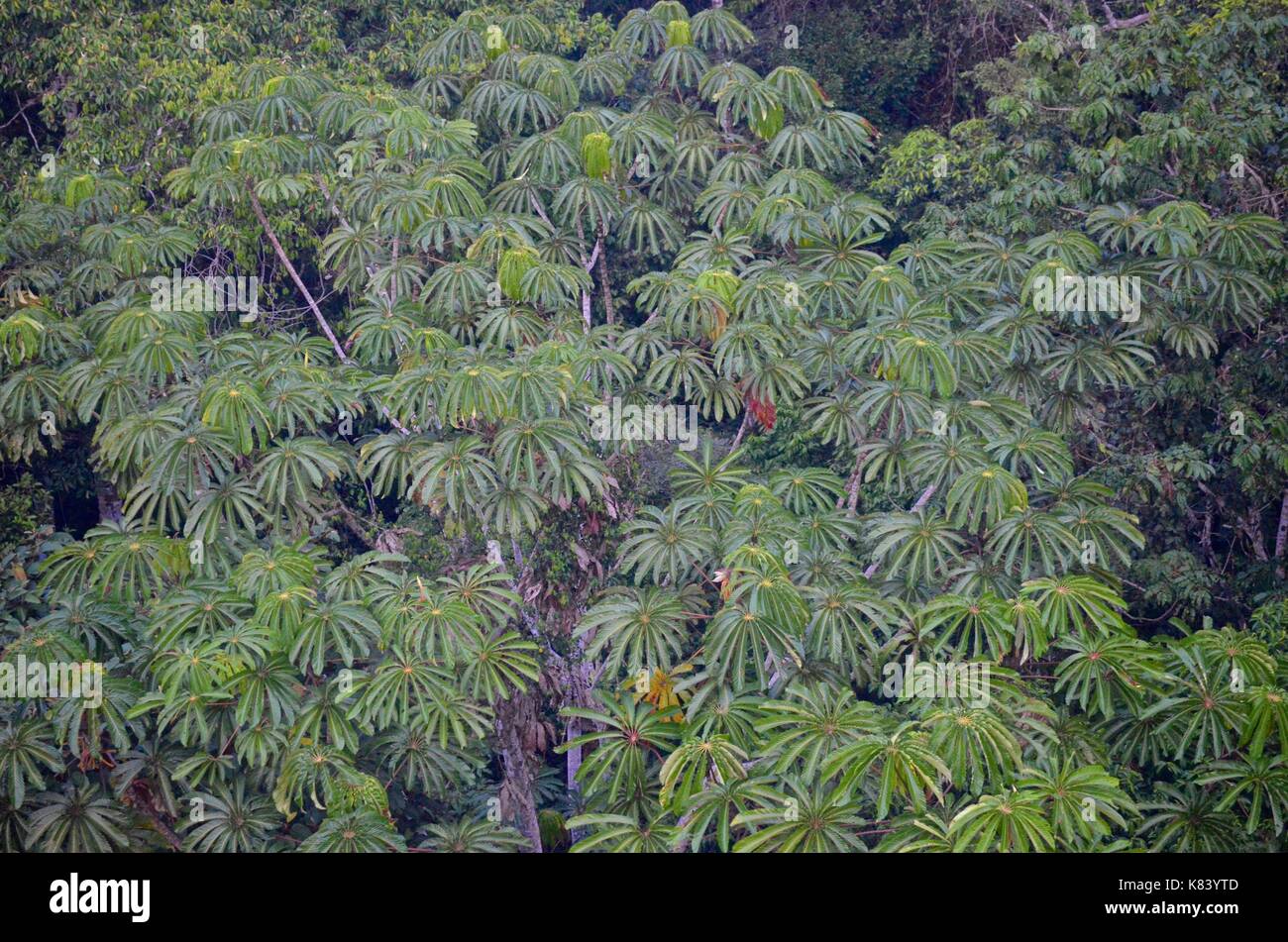 Pflanzen und Bäume des Amazonas Vordach. Tambopata Fluss, Madre de Dios, Peru Stockfoto