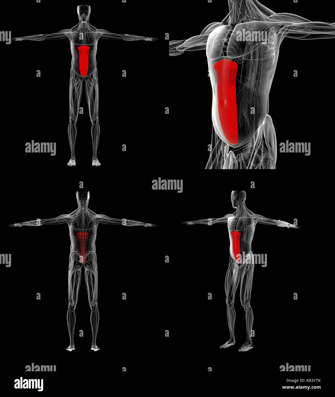 3D-Rendering medizinisch genaue Abbildung der Bauchmuskel, gerade Stockfoto