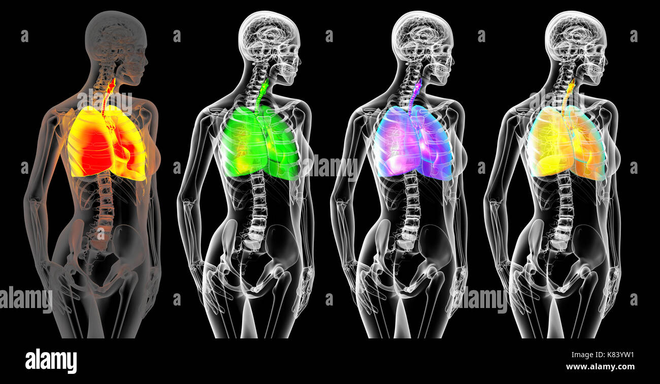 3D Rendering Illustration der männlichen Atmungsorgane Stockfoto