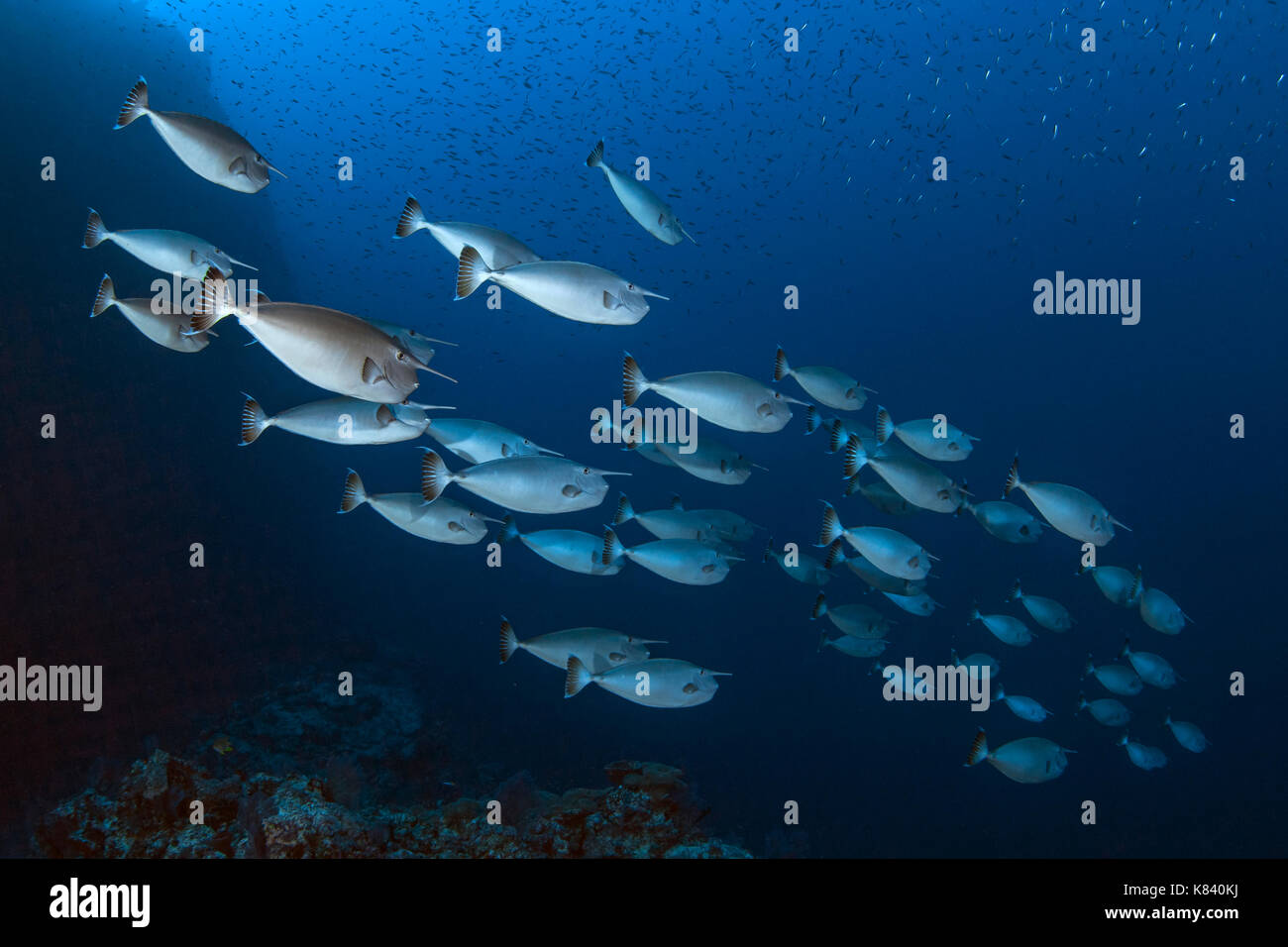 Schule der Whitemargin Einhorn Fisch (NASO-Annulatus); Layang Layang, Spratly Inseln im Südchinesischen Meer. Stockfoto