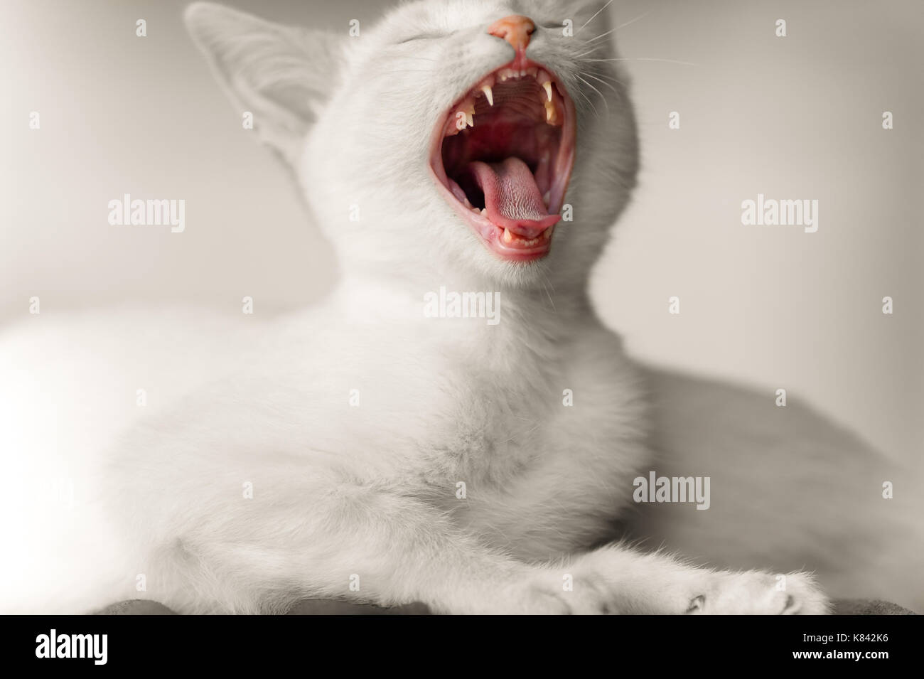 Kätzchen Katze wütend ist ein cute adorable white Kitty Cat suchen heftig mit Zähnen und Mund weit geöffnet. Stockfoto